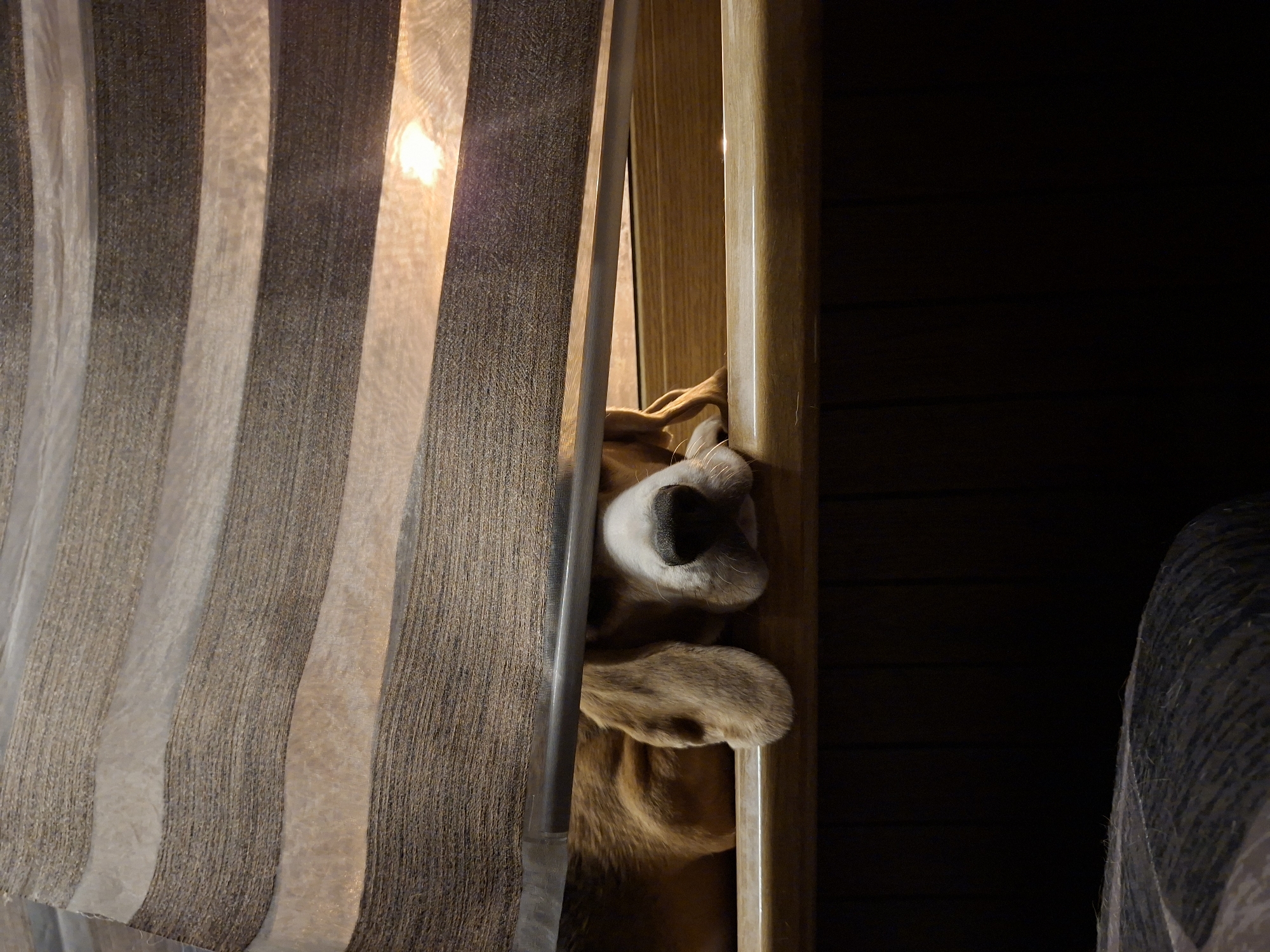 Beagle spotted indoors in Odintsovo, doing beagle things