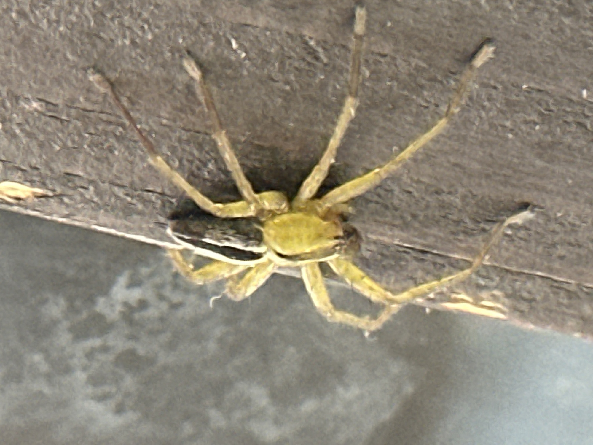 Spider spotted with prey on wooden surface in Bogdanci