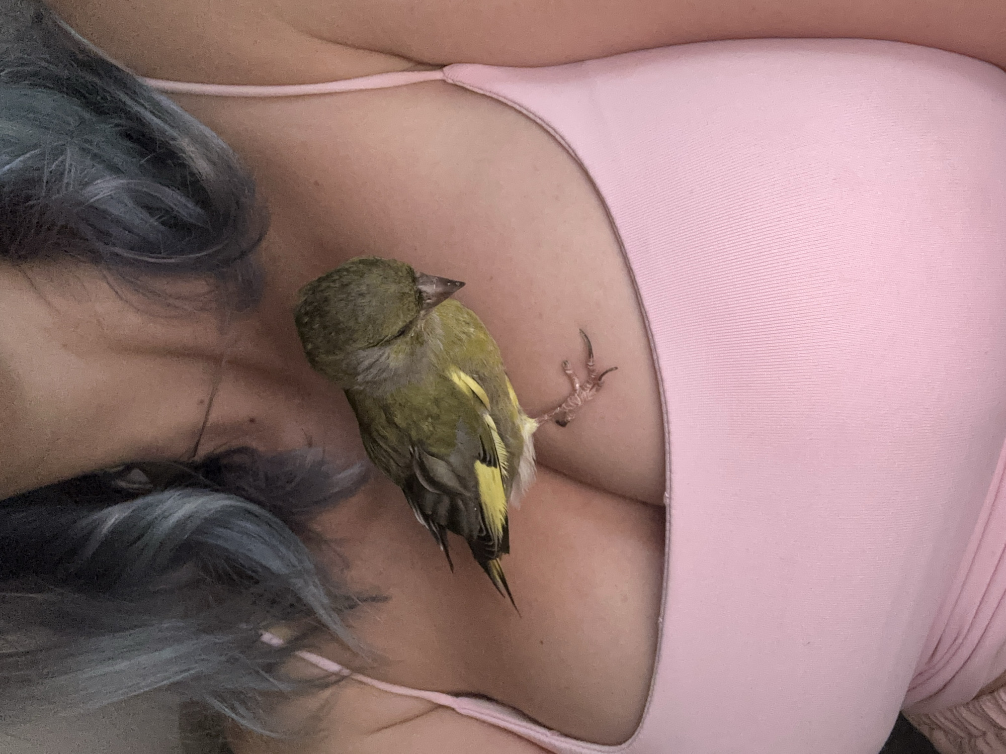 Friendly greenfinch hangs out on a chest in Gijón