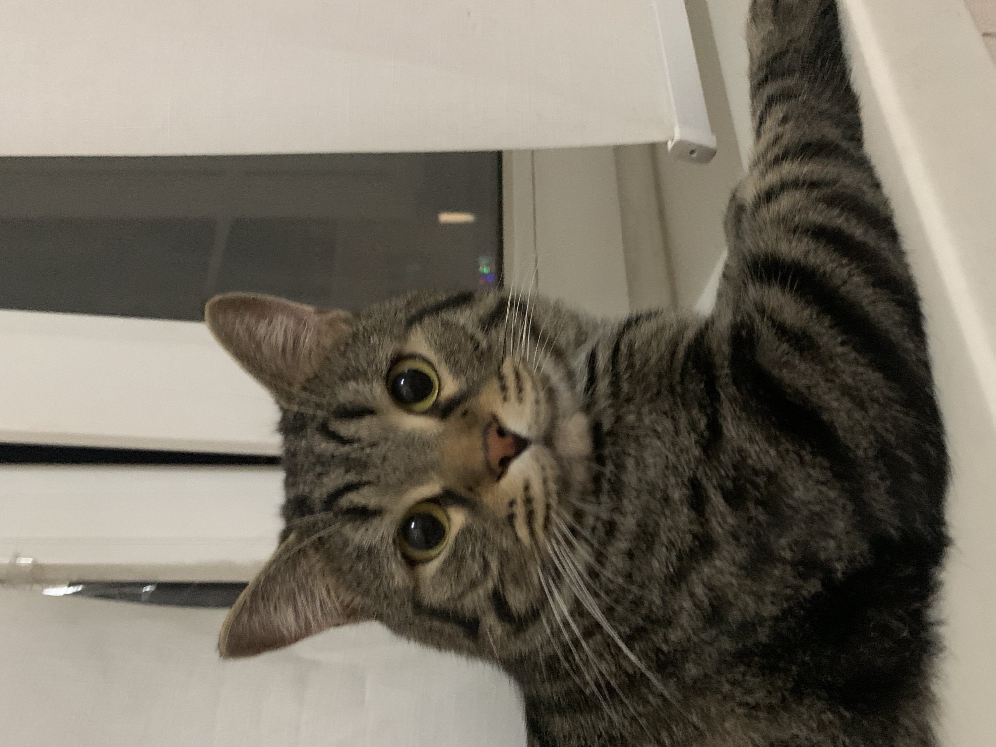 Tabby Cat Observed in Multiple Indoor Positions Over Hour