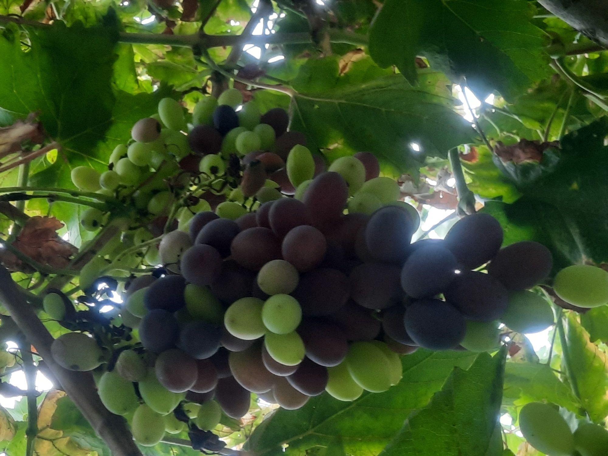 Roadside scenes and ripe grapevines in Voseabad, Tajikistan