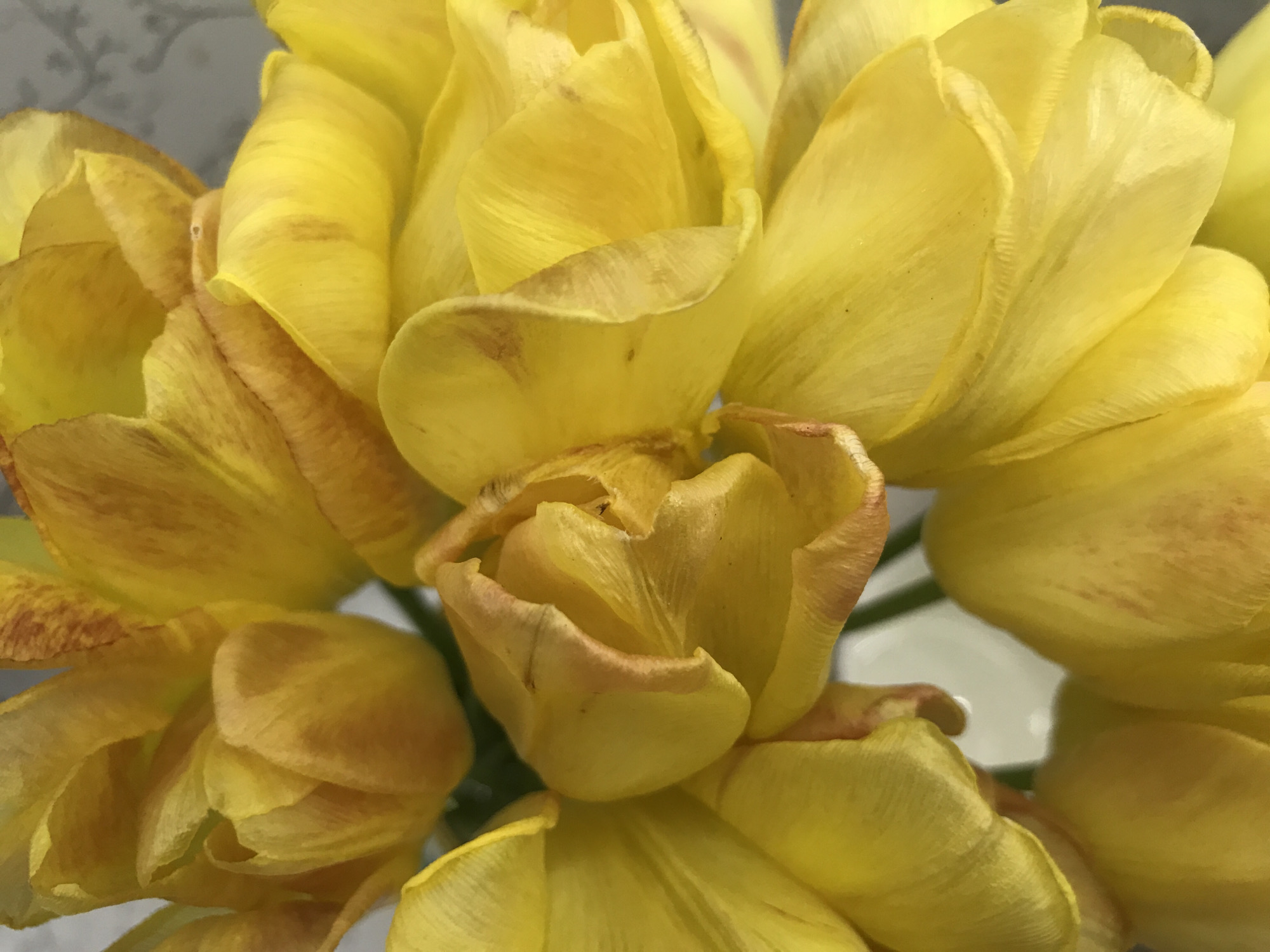 Yellow tulips with brown edges observed in Kharkiv