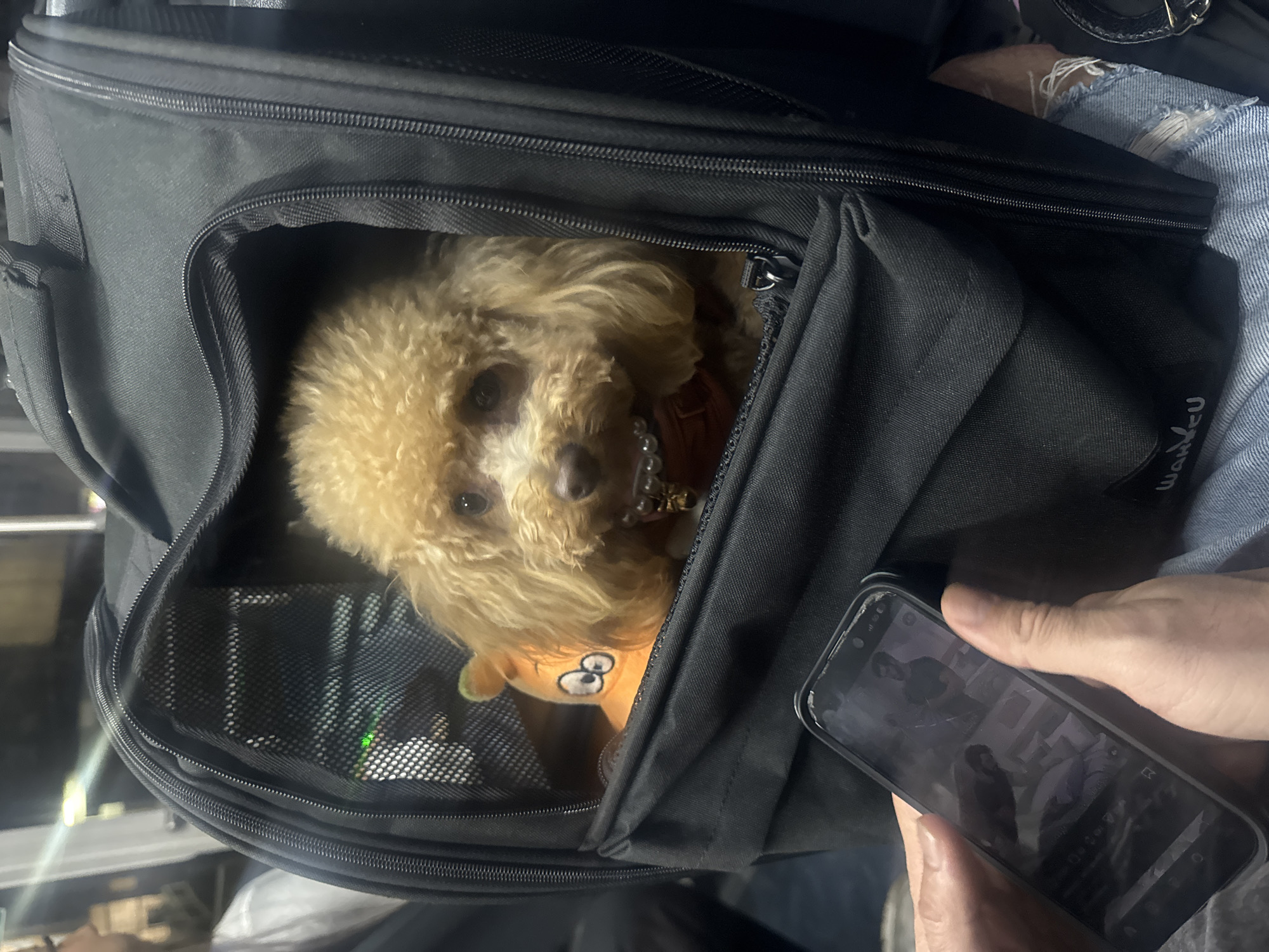 Poodle spotted in pet carrier with toy in Varna