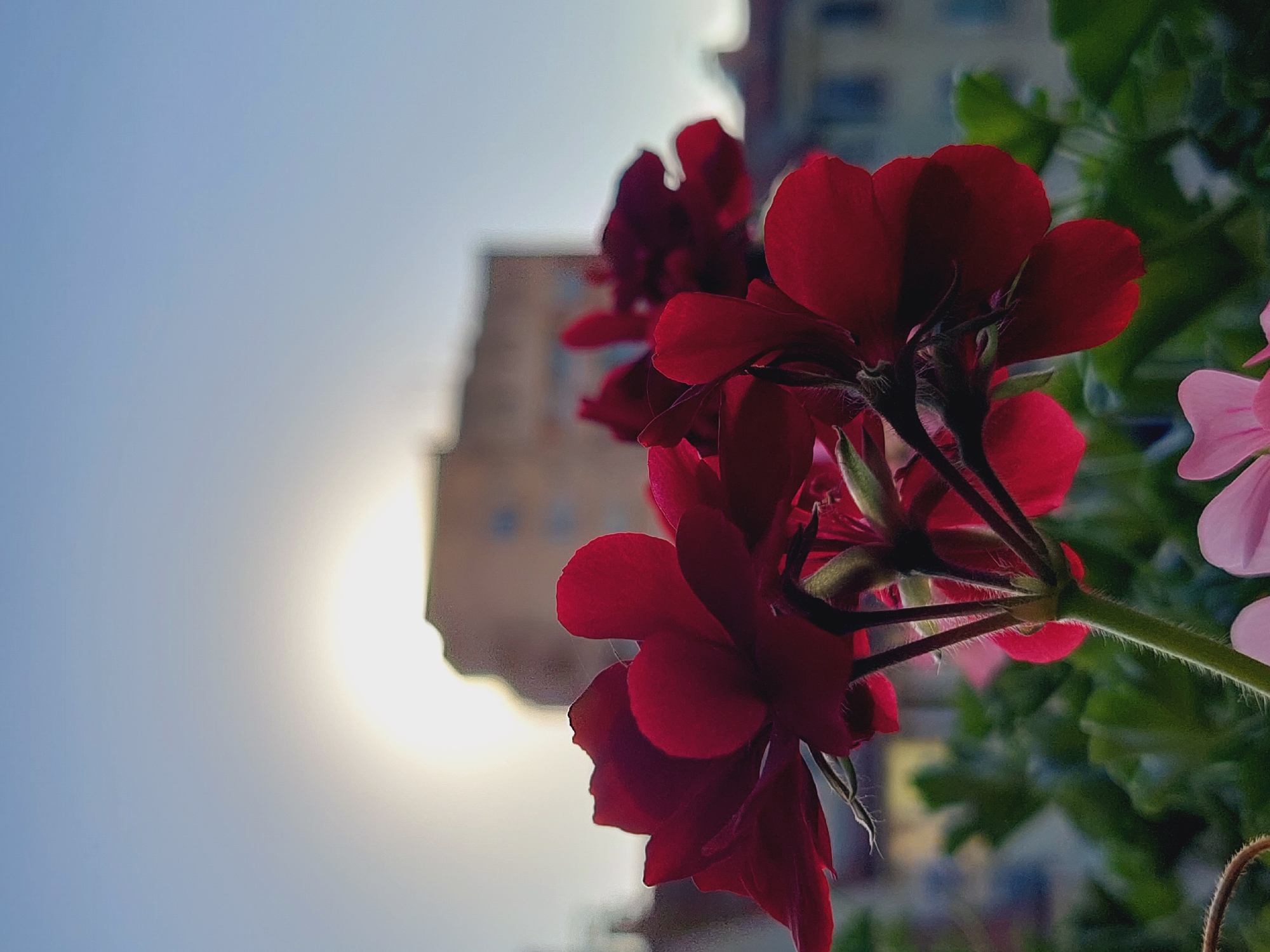 Balcony afternoon with geraniums and wine in Sofia