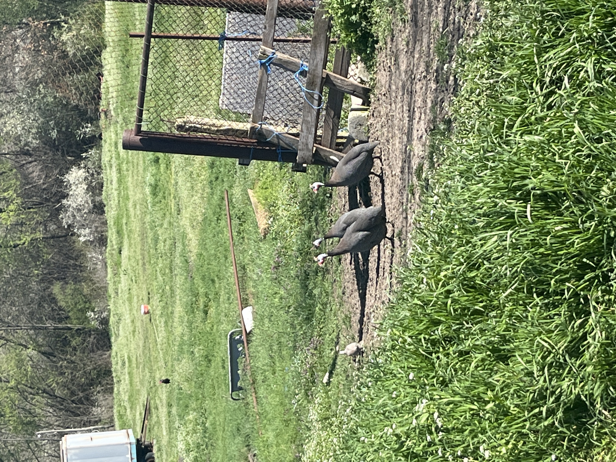 Guinea fowl family forages near farmland in Bulgarian village