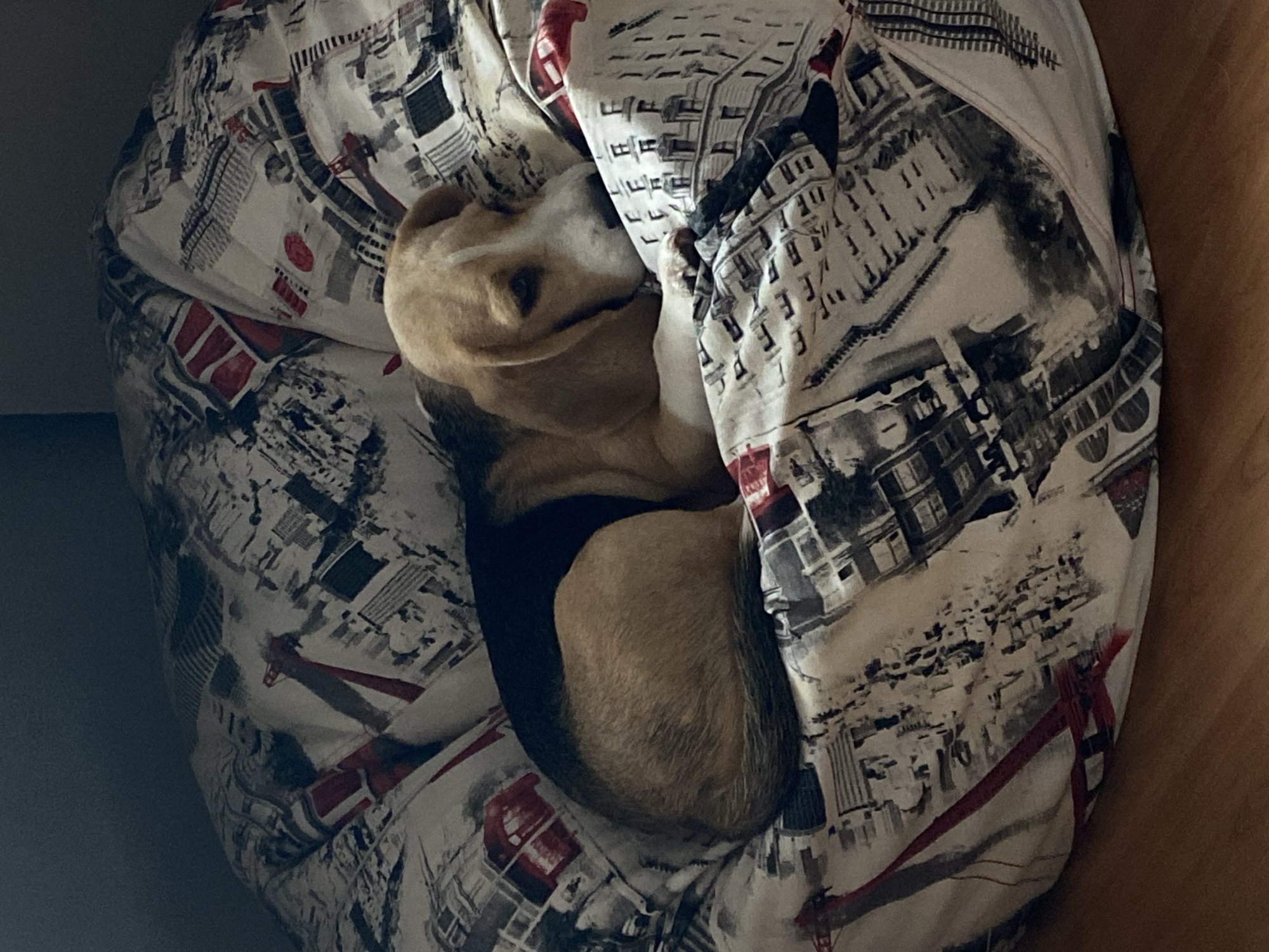 Beagle napping on a patterned beanbag in Perm