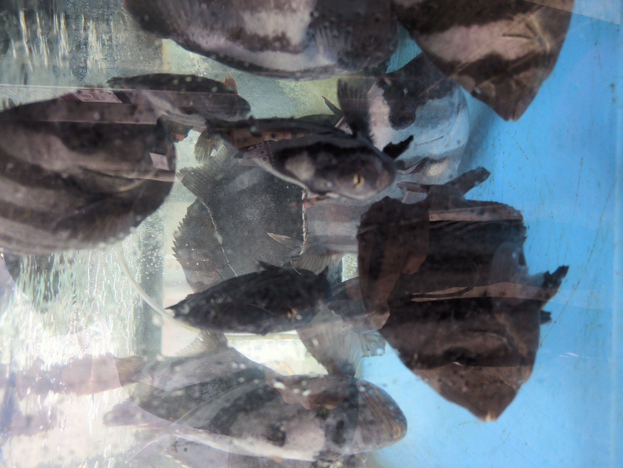 Restaurant aquarium displays observed in Busan, South Korea