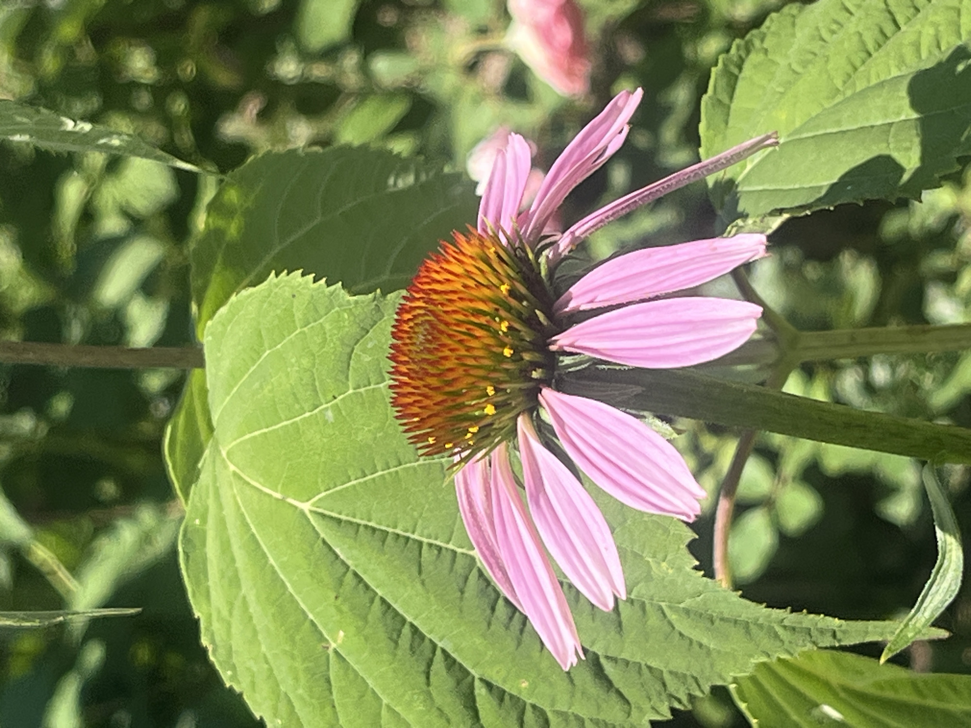 Summer morning in a Tikhoretsk garden, flowers, insects, and coffee.