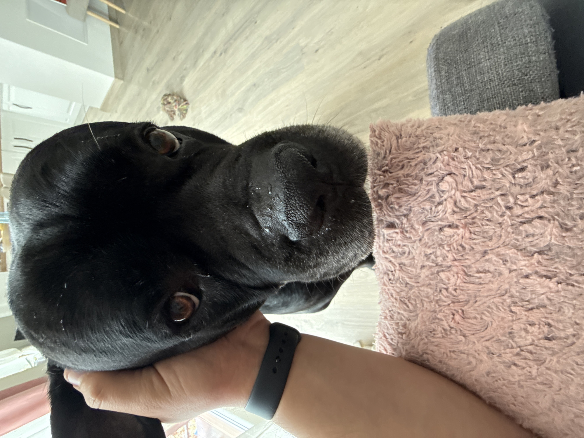 Person holds black dog indoors in Bulgarian suburb