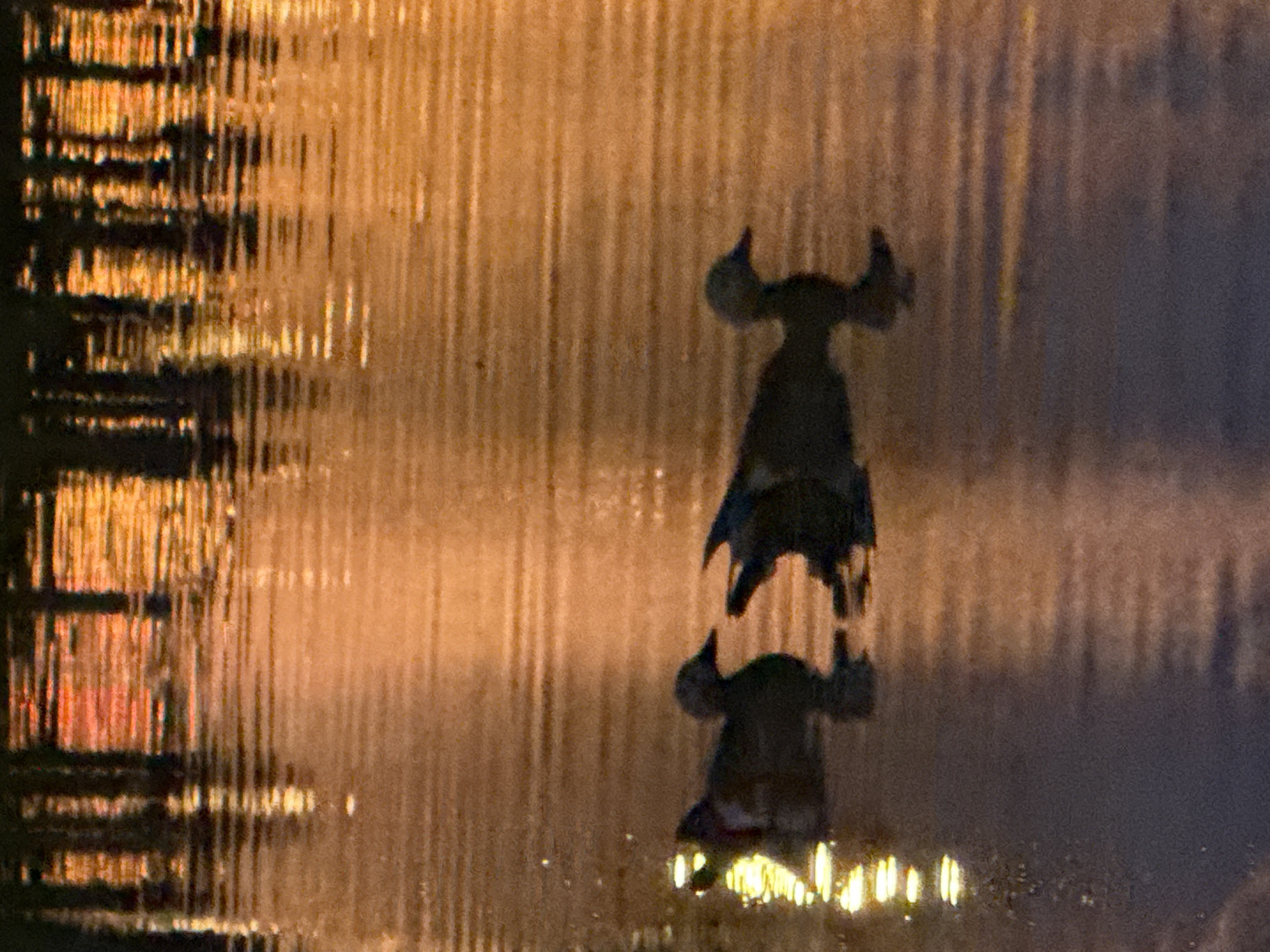 Two ducks glide through orange-lit water in Moscow evening