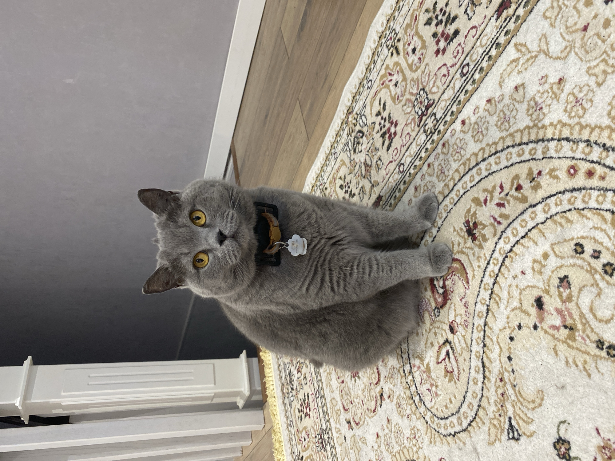 Grey cat named Luna relaxes on a patterned rug in Bishkek