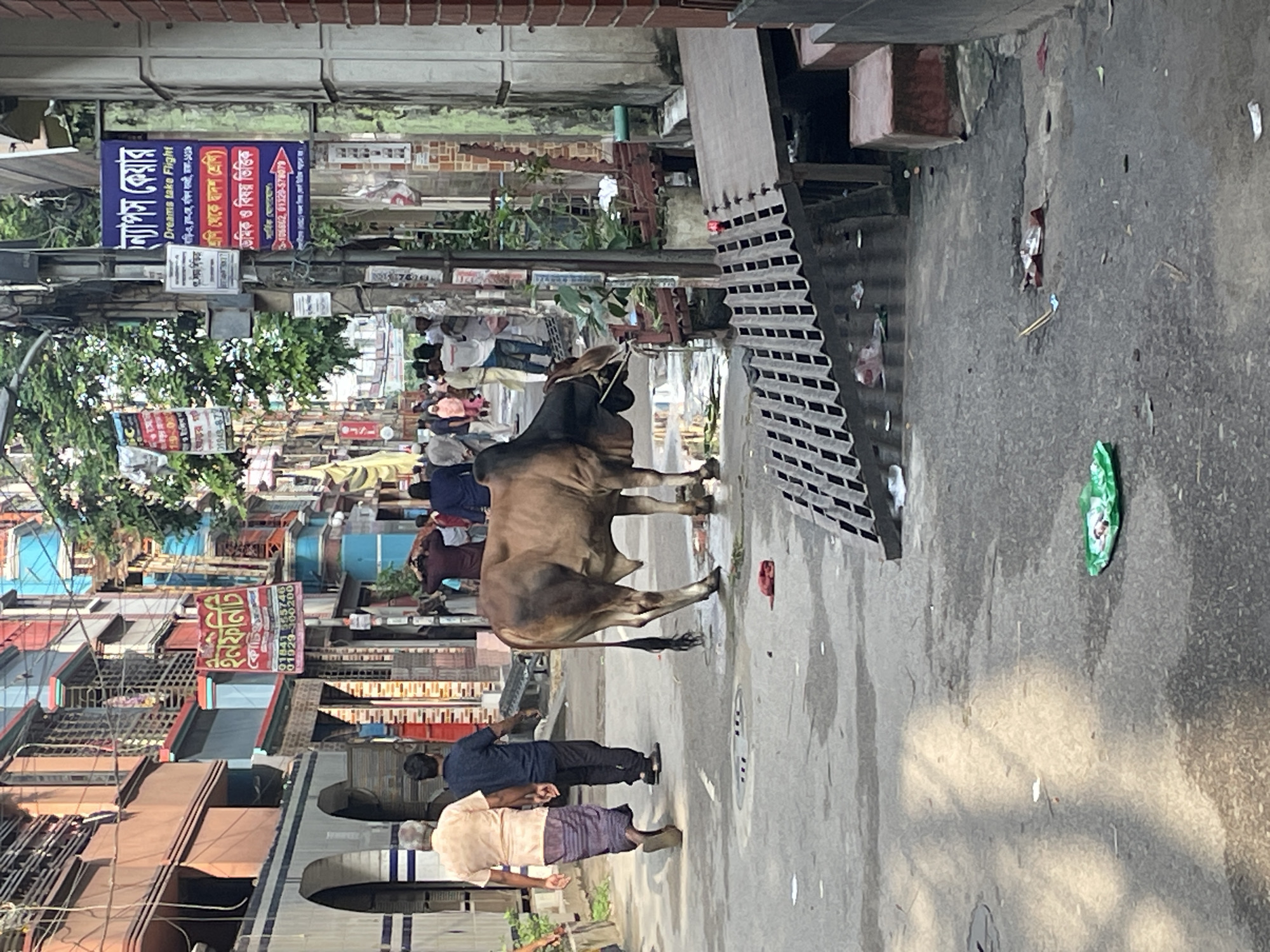 Street cattle and prayer gatherings observed across Dhaka