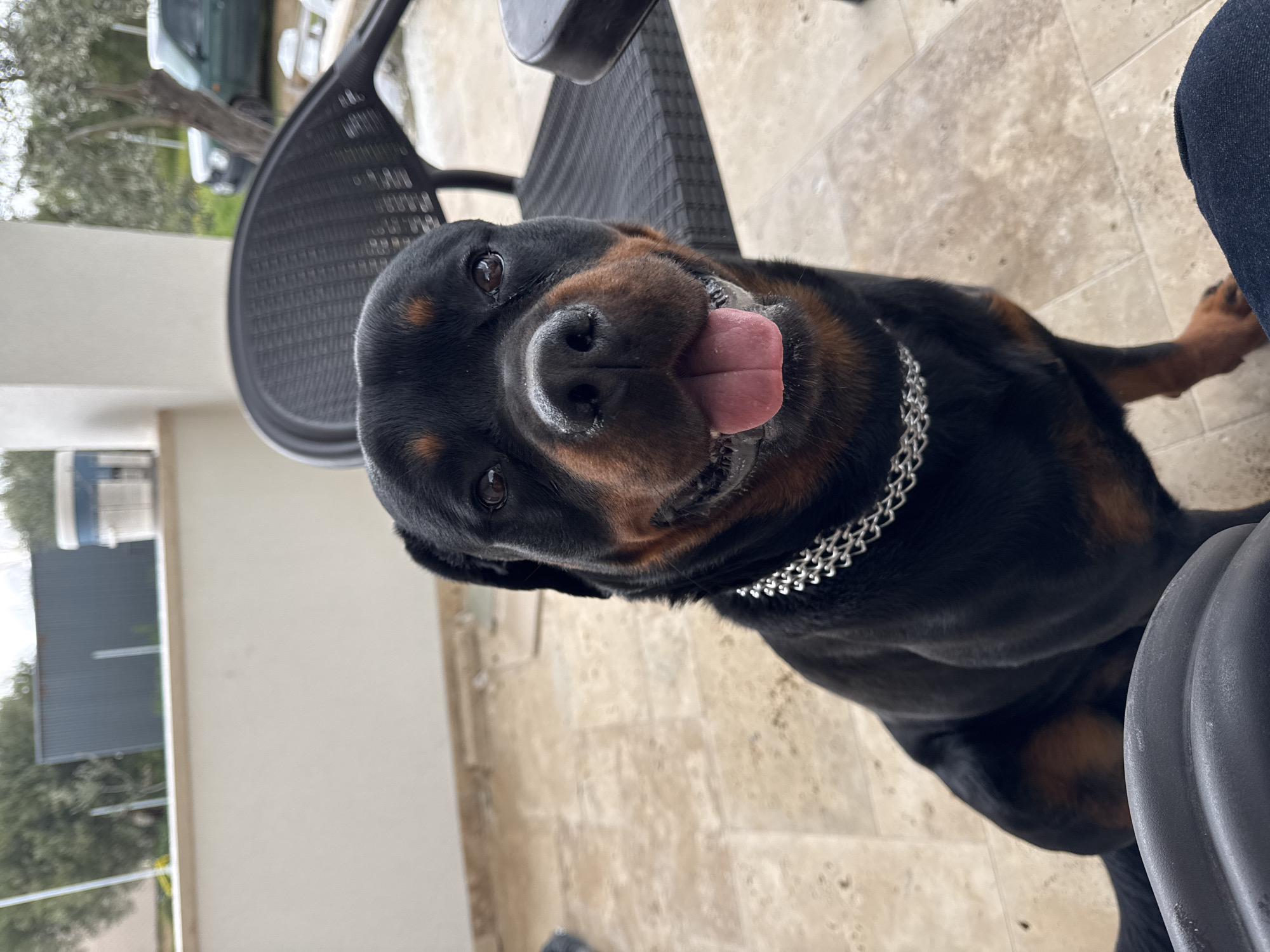 Rottweiler photographed on patio in Nea Silata, Greece