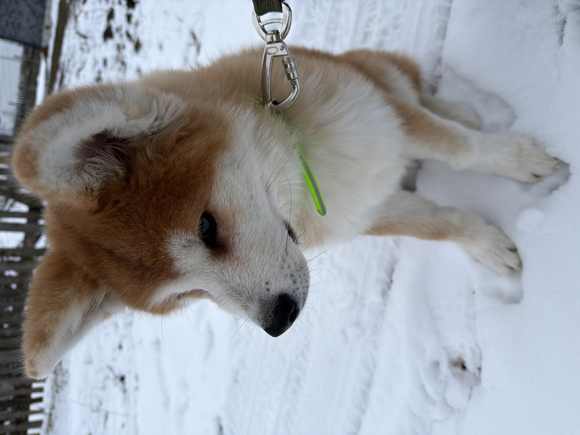 Woman and Akita share quiet moments at home in Russia