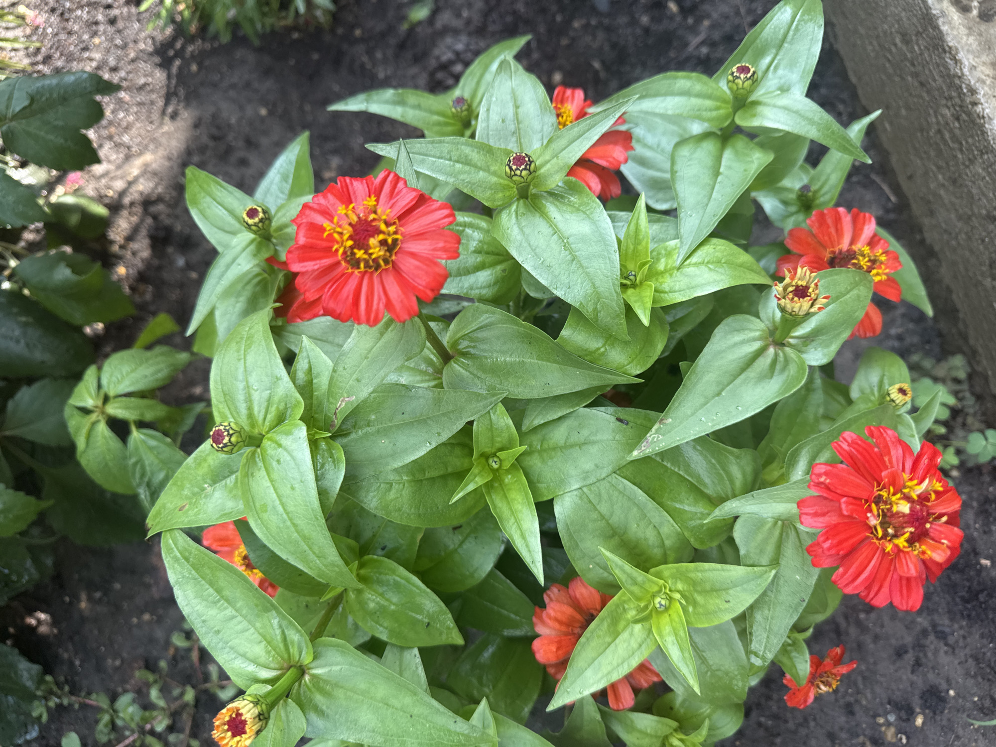 Potted plants and garden greenery in Razdolnoye, Russia