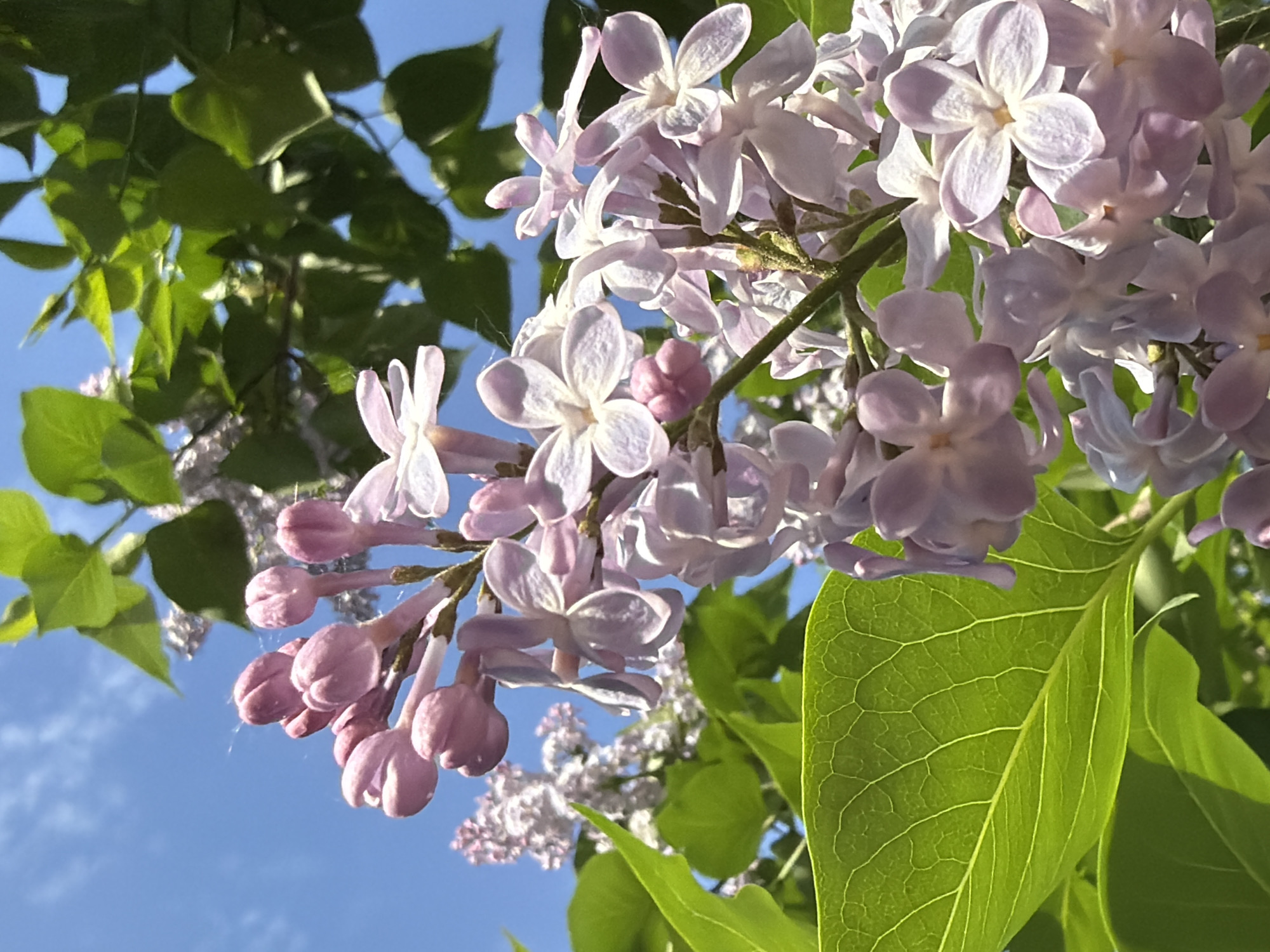 Spring morning scenes documented across Chaikovsky, Russia