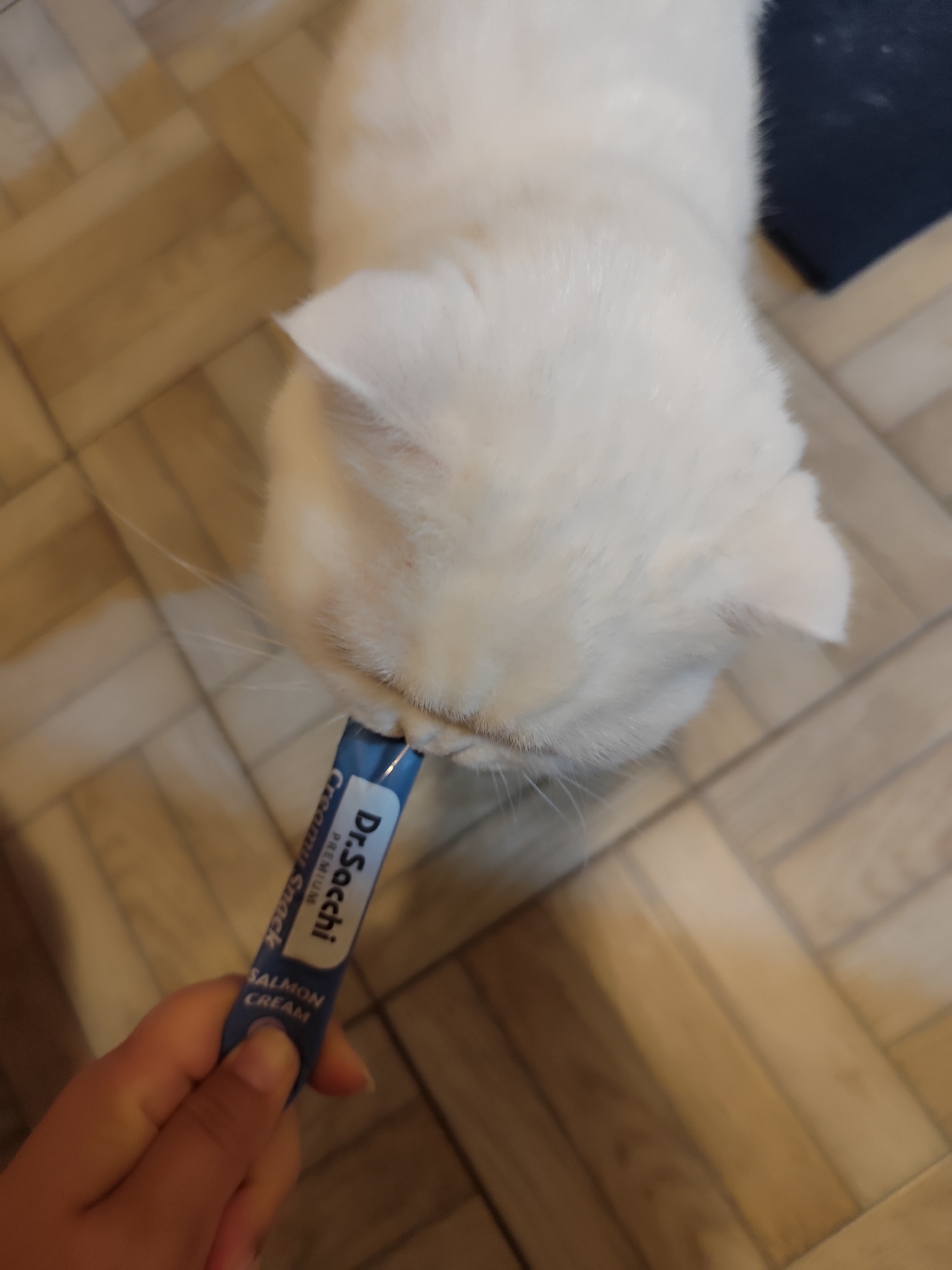 White cat enjoys salmon treats indoors in Sarıyer