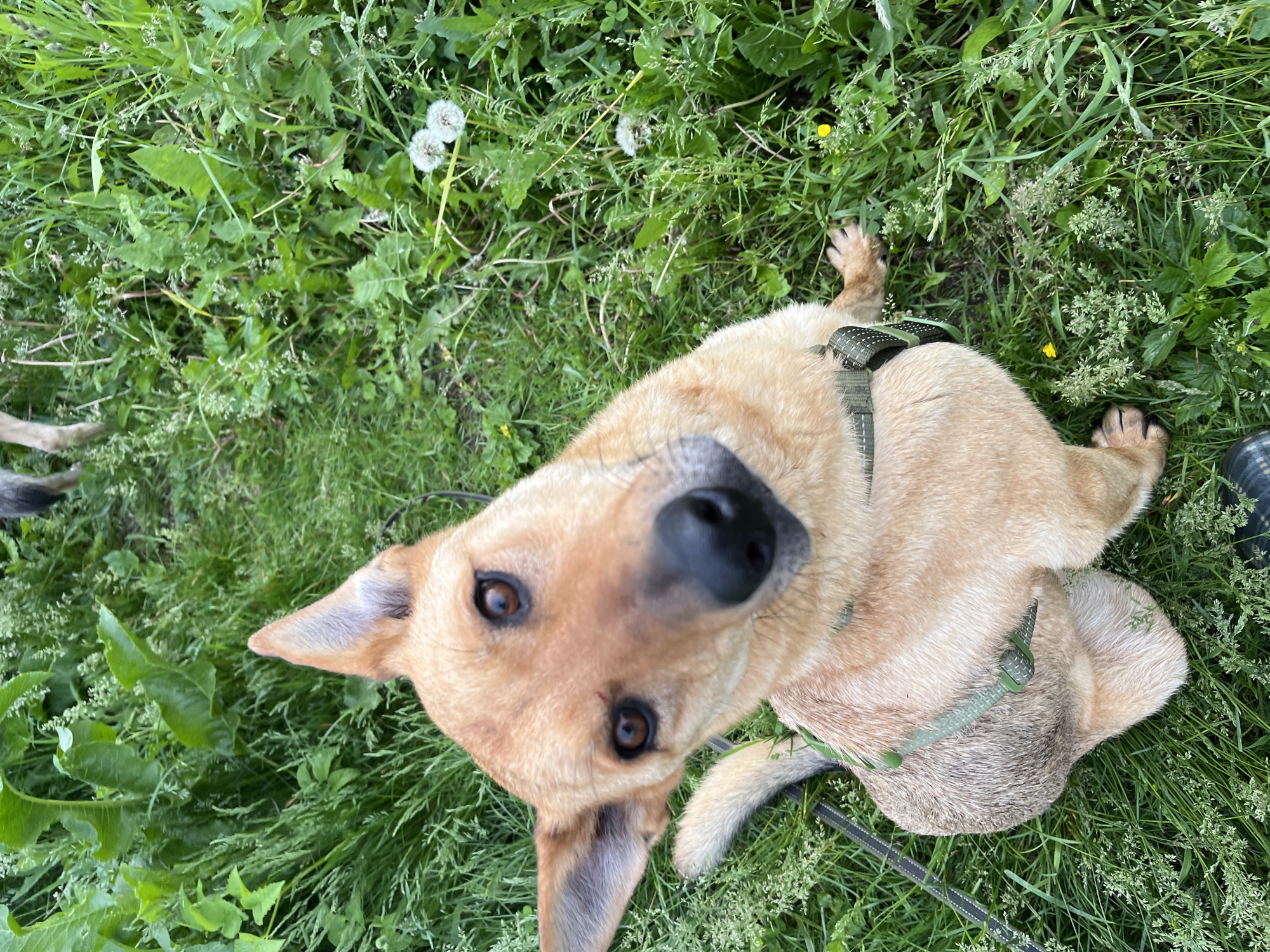Dogs observed around Nizhny Tagil homes and forests