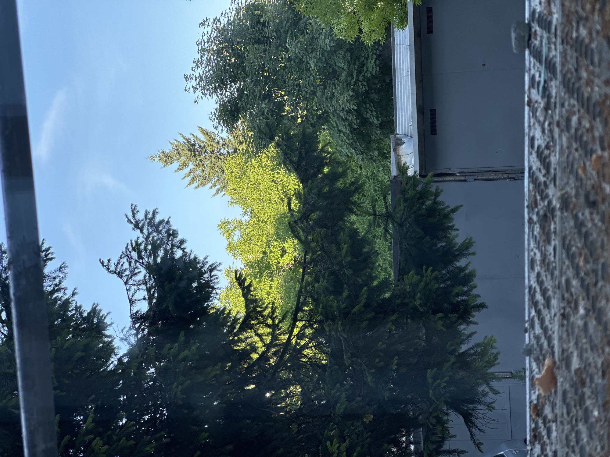 Outdoor scene with fir tree documented in Lovech, Bulgaria