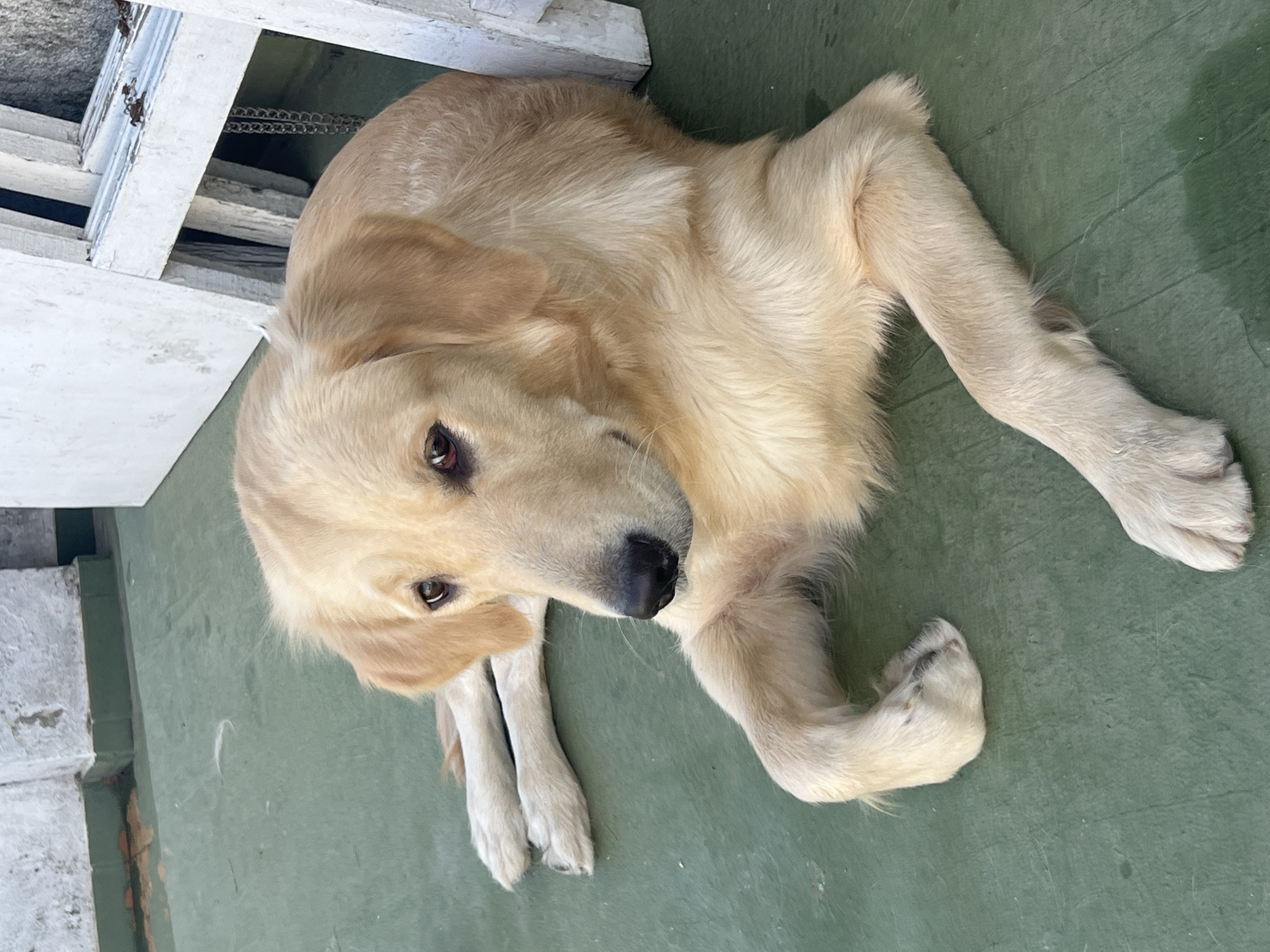 Pets rest peacefully across Buenos Aires locations Friday evening