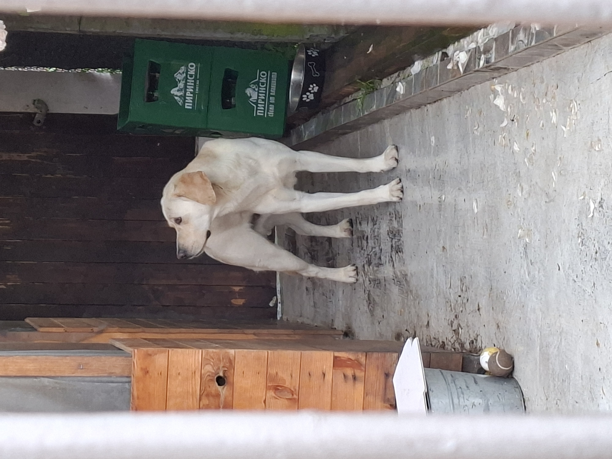 Everyday moments captured in Gabrova: dog and bike shop