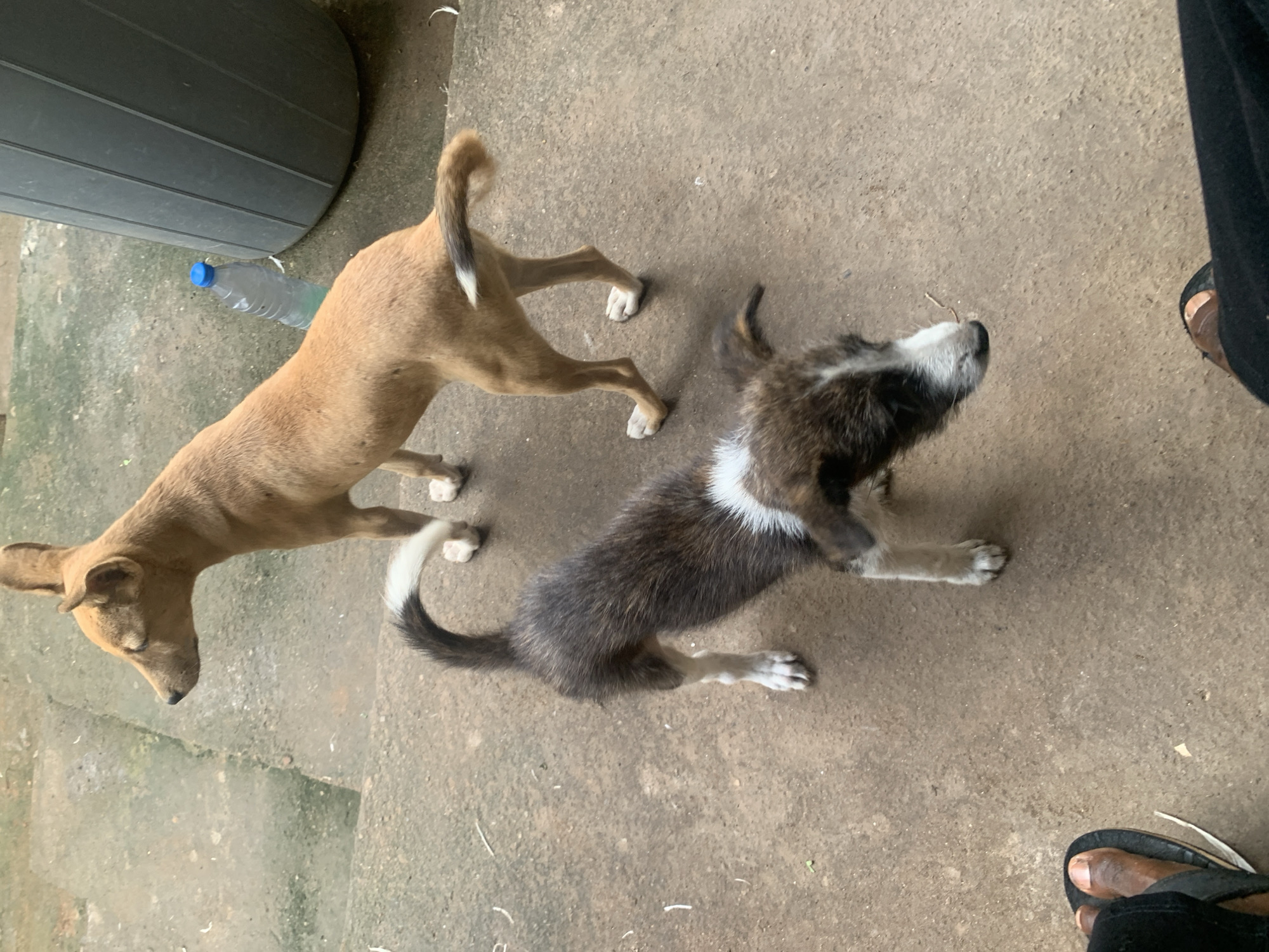 Dogs, a cat, and a curious face behind rusty bars in Akwanga