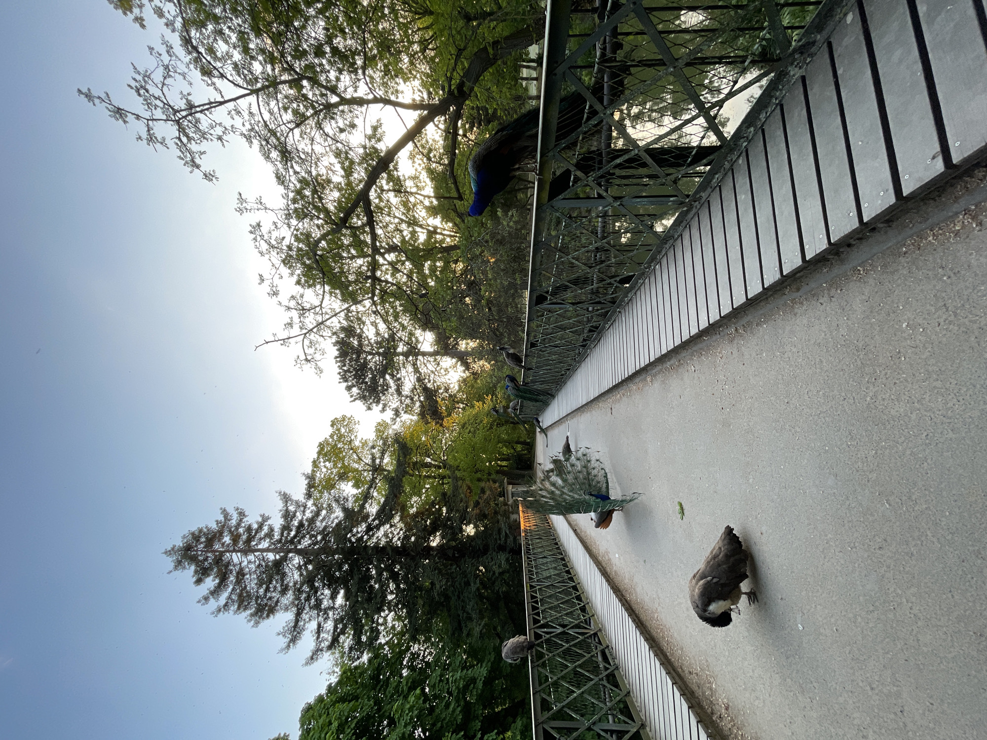 Peacocks gather on pedestrian bridge in Paris park