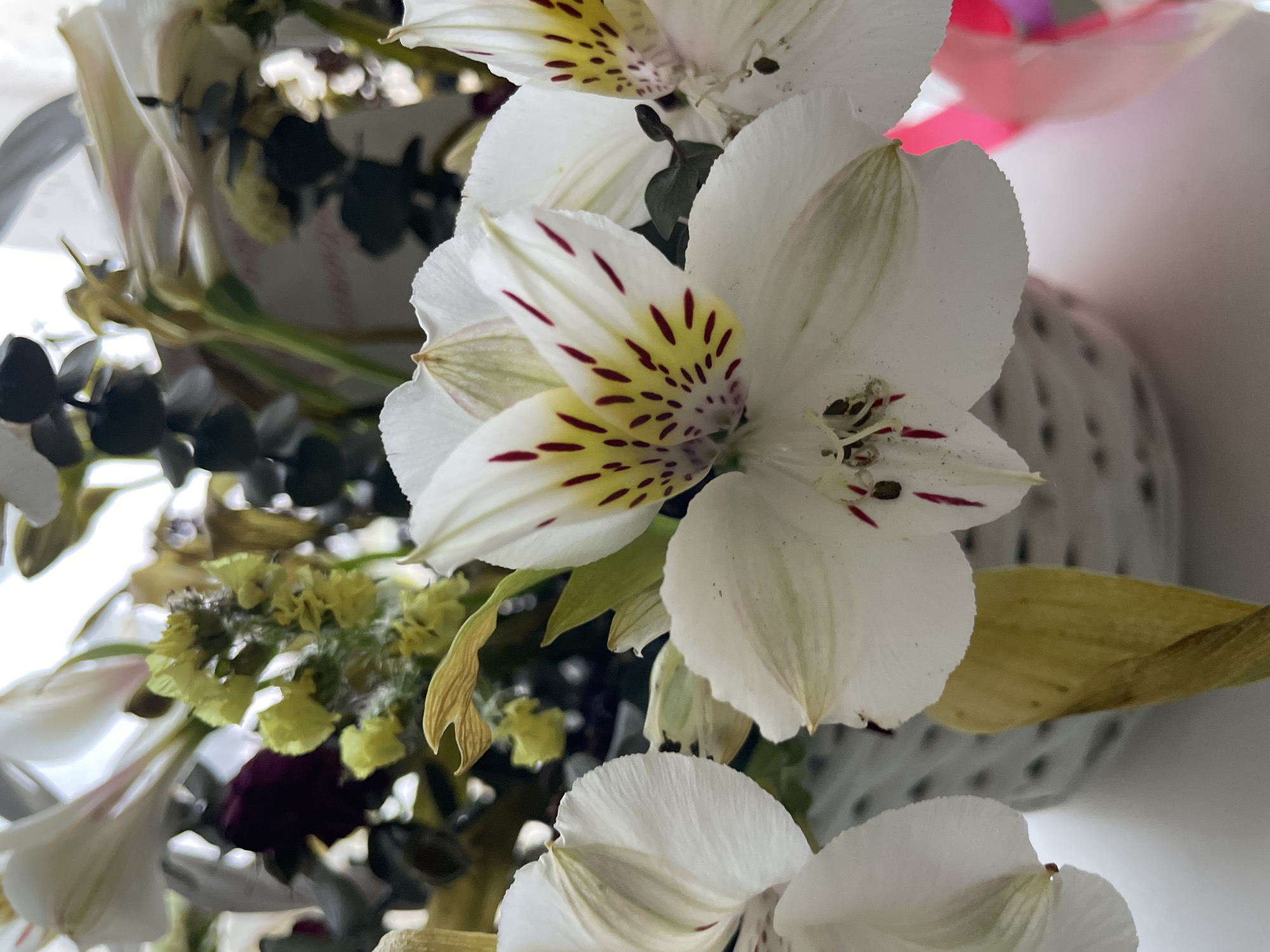 Morning garden life documented in rural Russian village