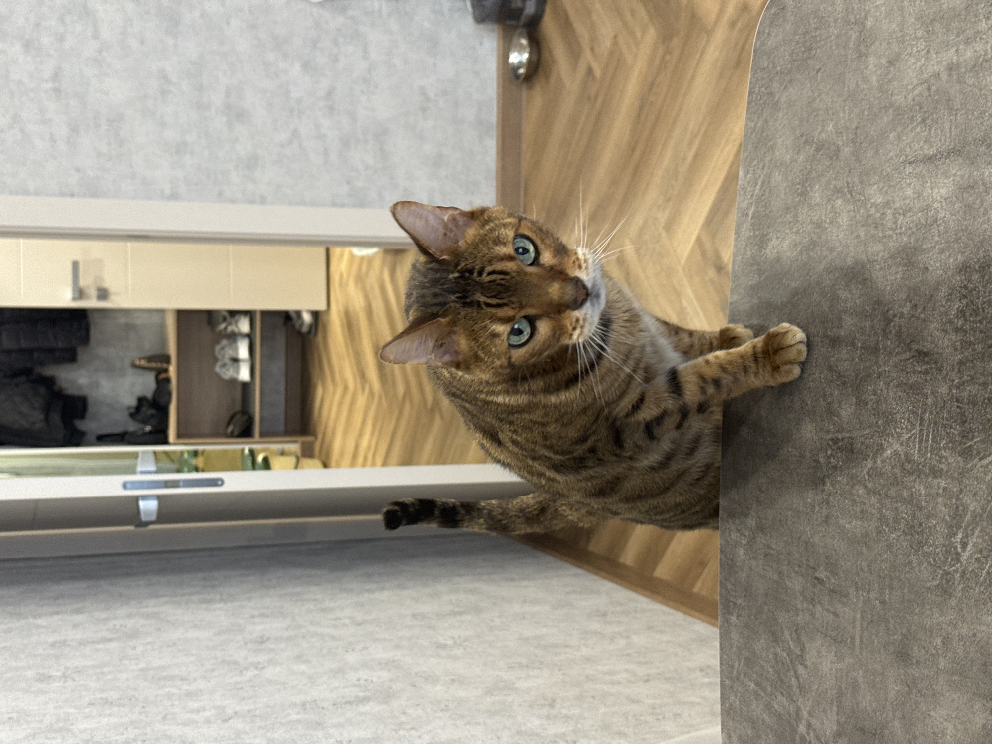 Brown tabby cat's morning routine captured in residential setting