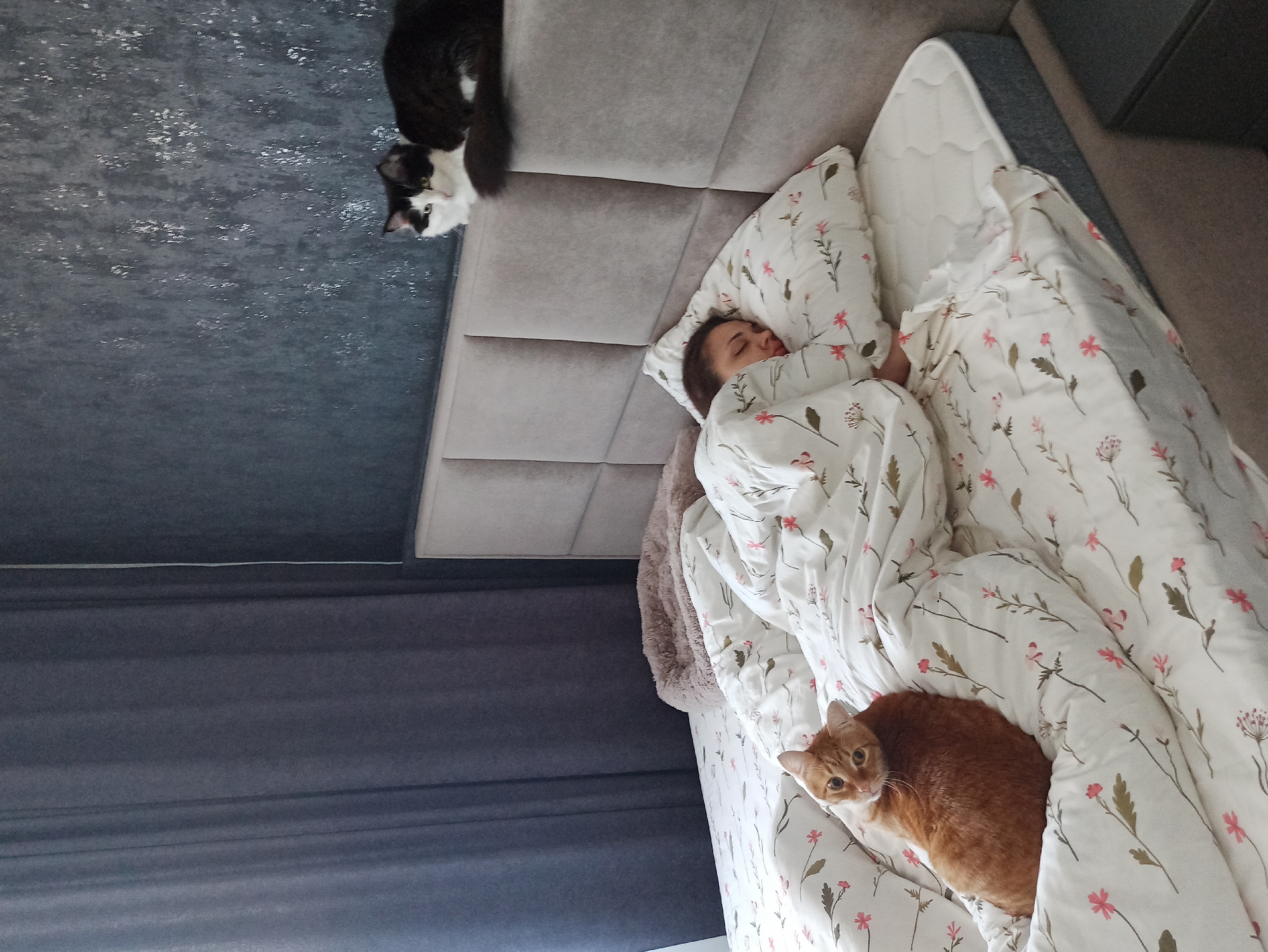 Domestic life documented in Russian apartment: cats, fish tank, sleeping residents