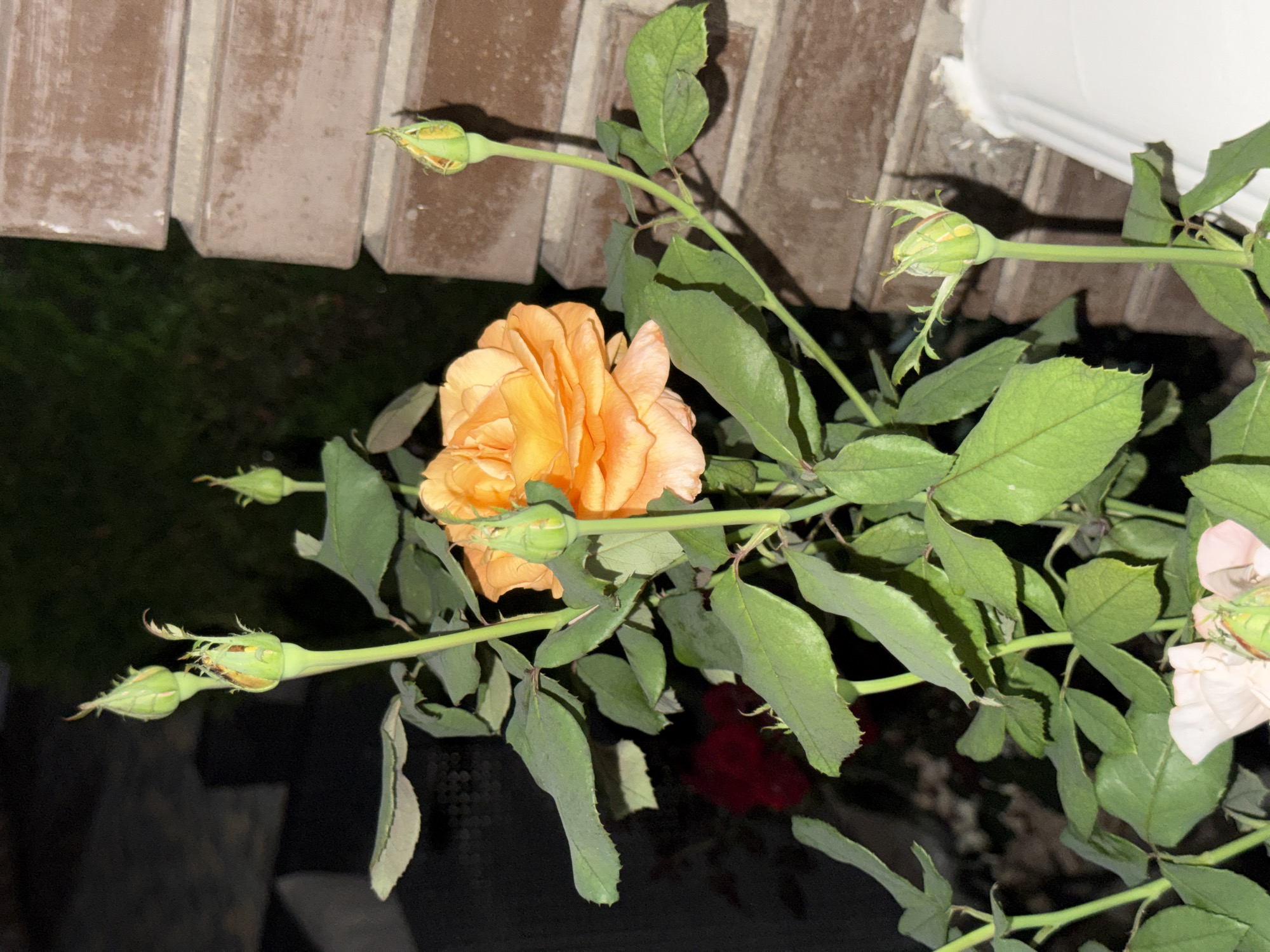 Summer evening in Kurortne: roses, moonlight, and a patio