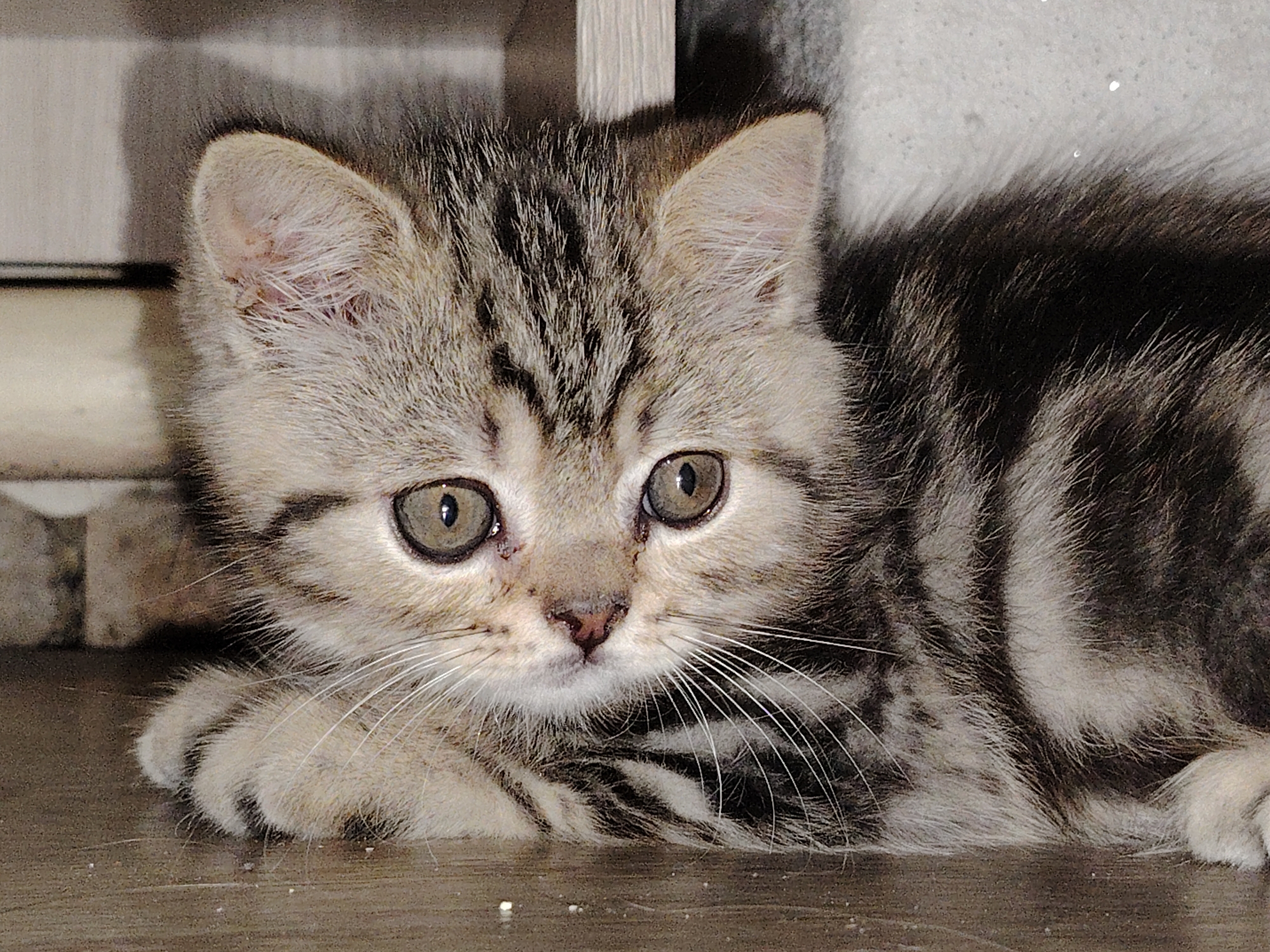Tabby kitten spotted resting indoors in Elovo, Russia