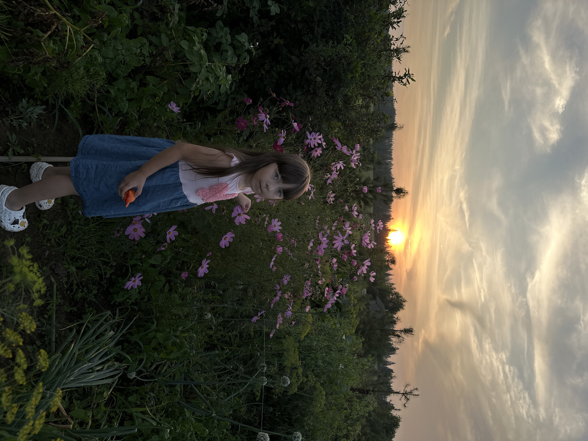 Cosmos flowers and sunset light in a Russian village garden