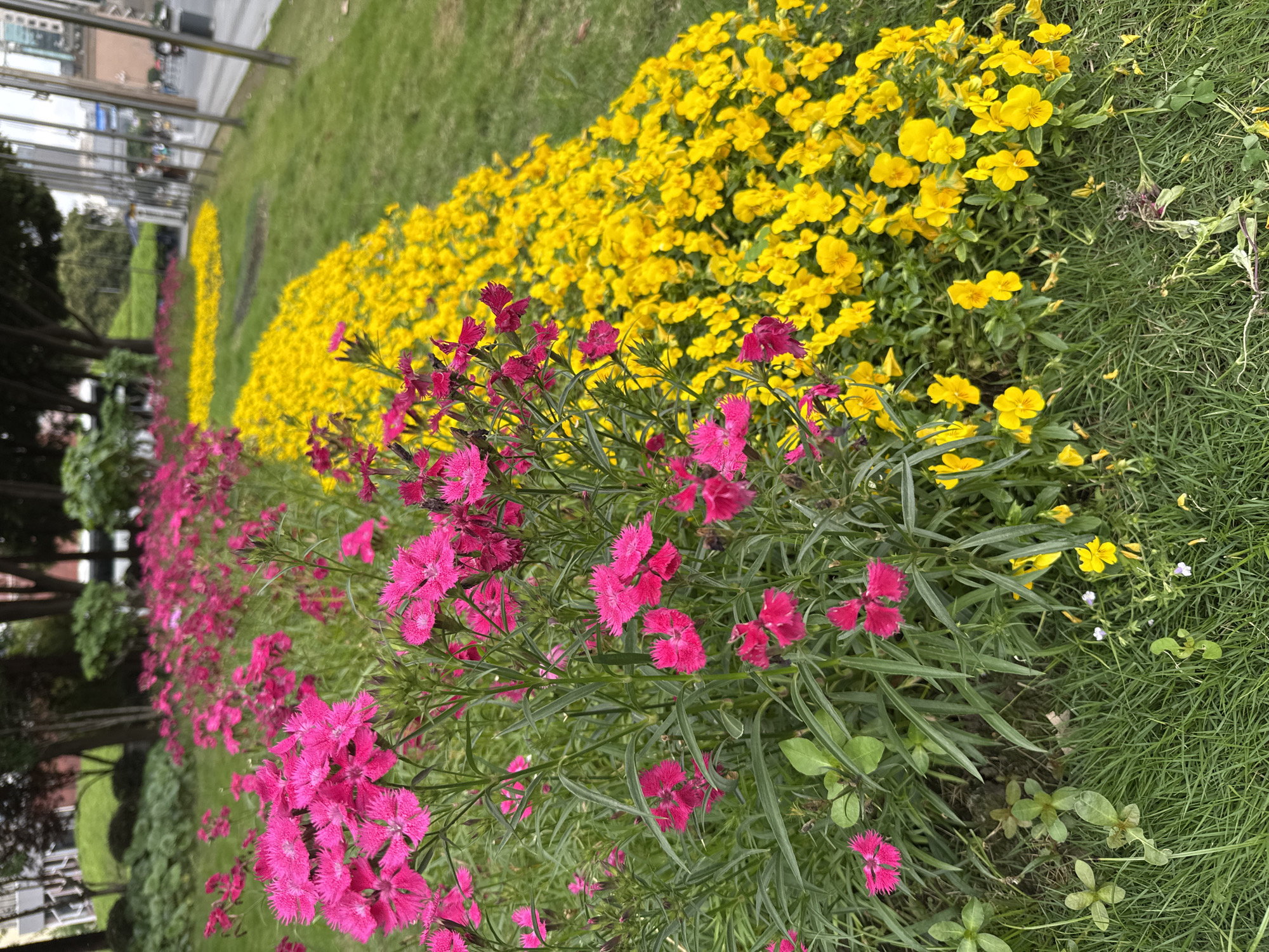 Morning scenes unfold in Qingyang District: flowers, family, trees