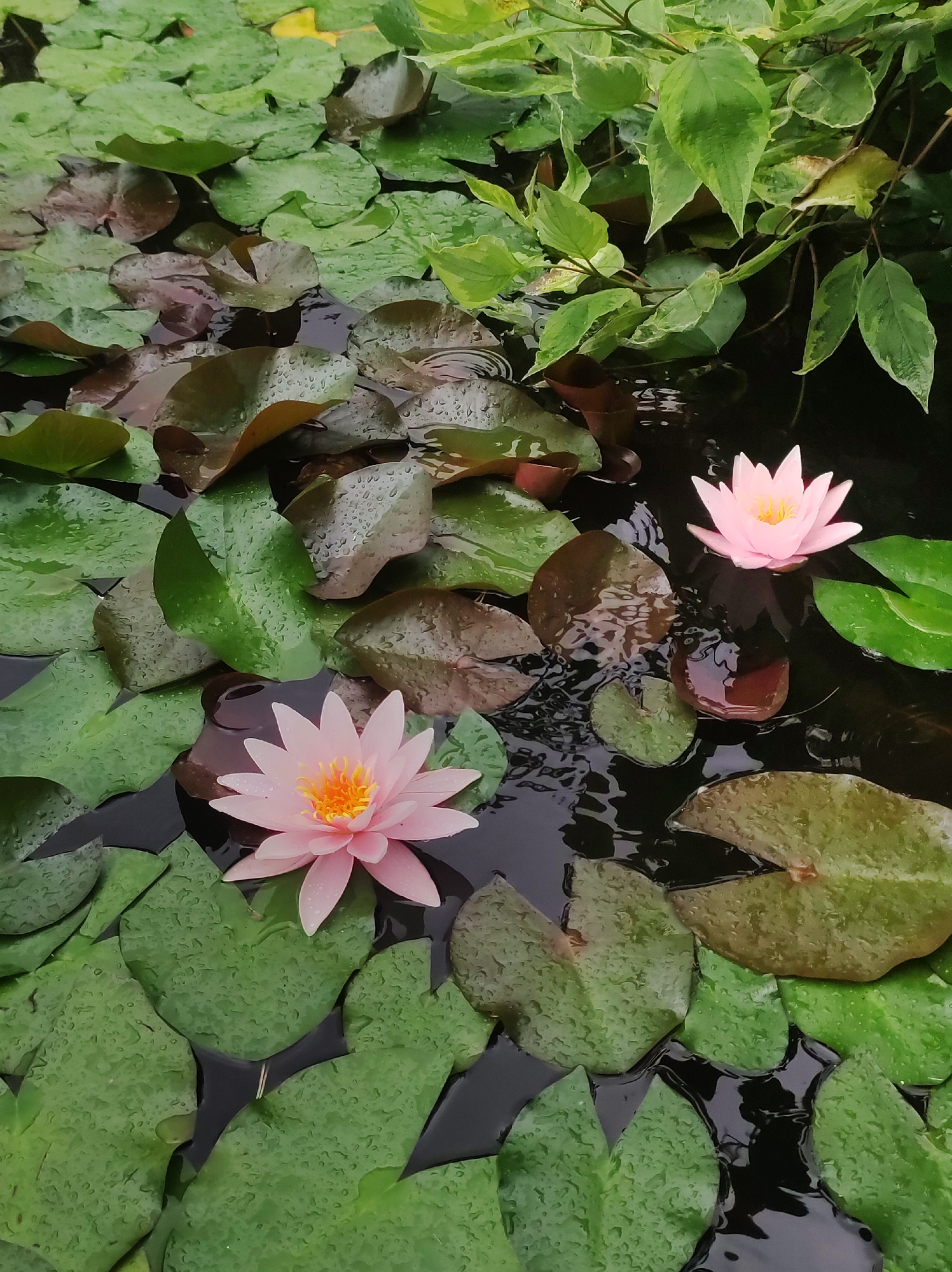 Rainy morning at a garden pond in Fokino, Russia