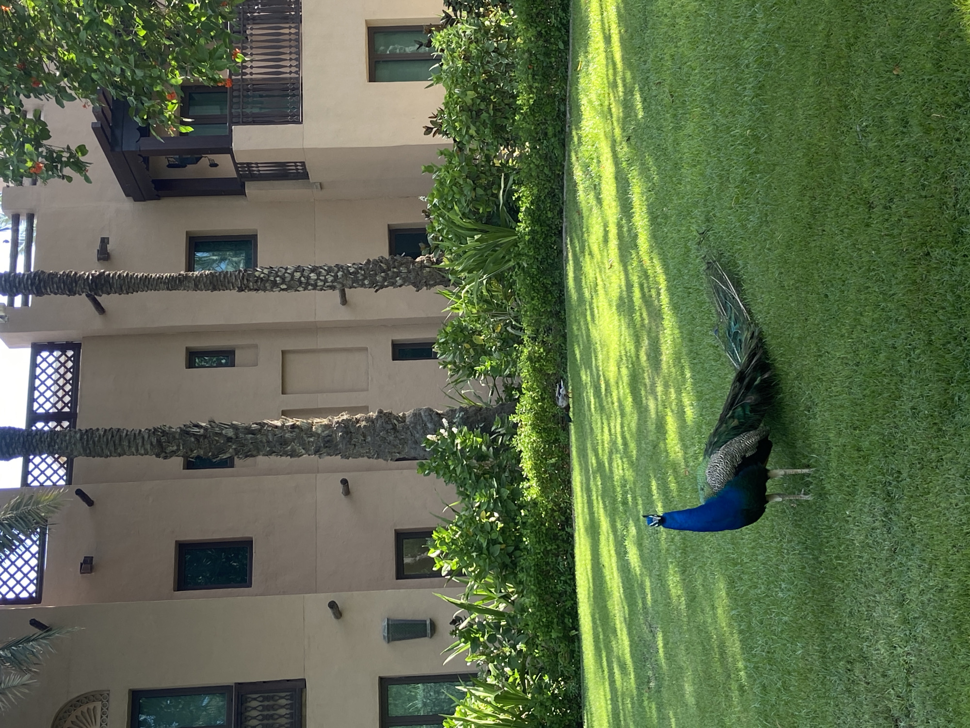 Tourists and peacocks share Dubai waterfront moments