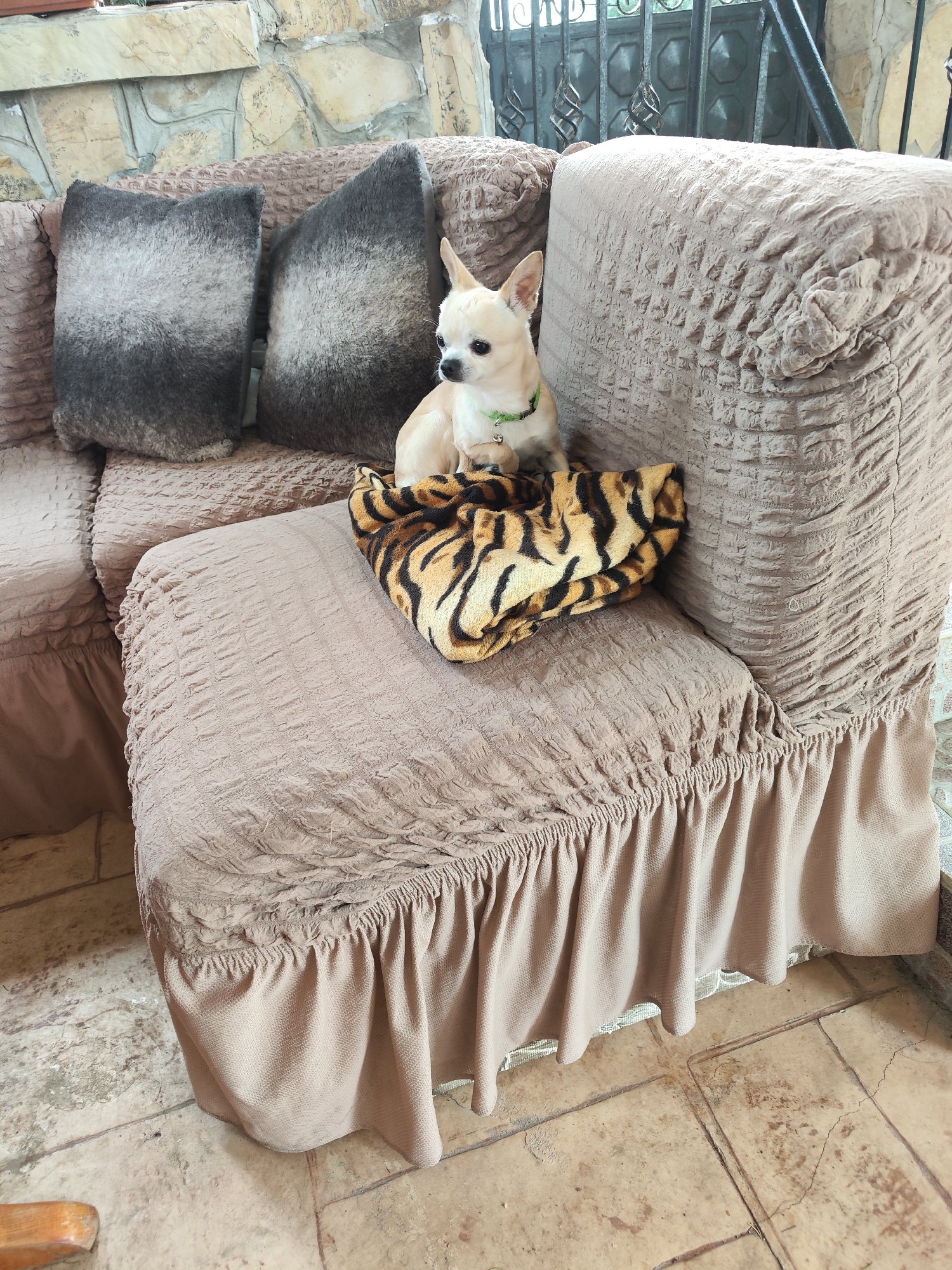 Chihuahua dog spotted resting on blanket in Brestnik