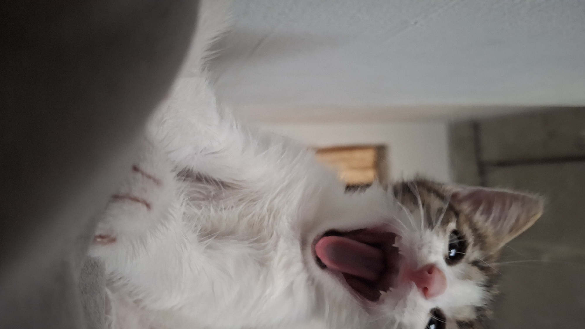 Tabby kitten yawning and licking up close
