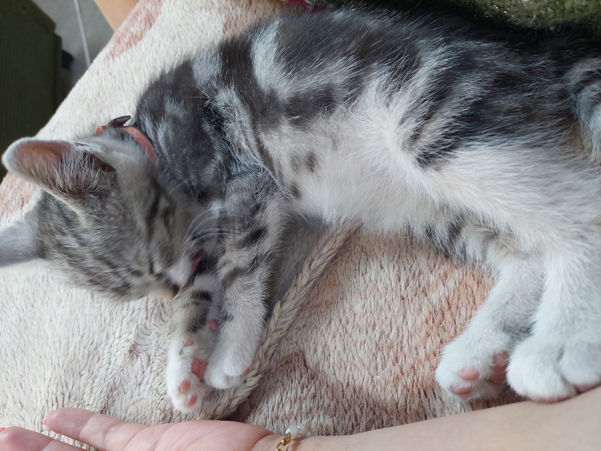 Tabby kitten hangout session in a Chișinău apartment