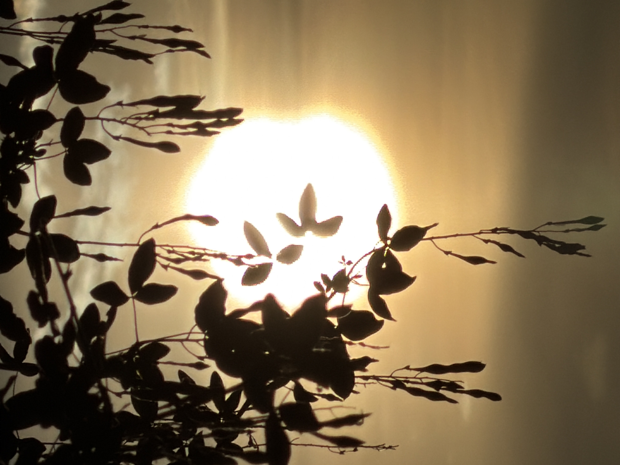 Dawn captured through tree branches in Leudelange, Luxembourg