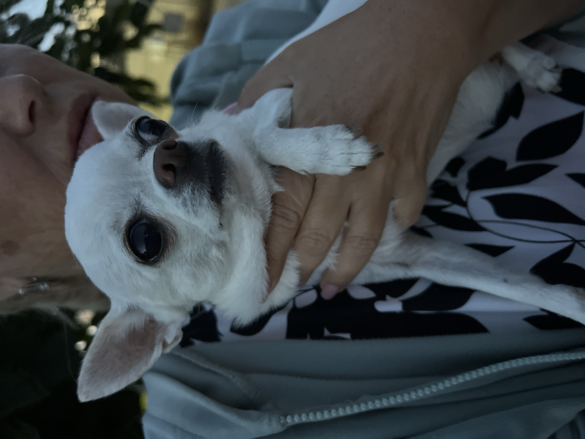 Evening walk with a chihuahua in a Kryzhanivka neighborhood