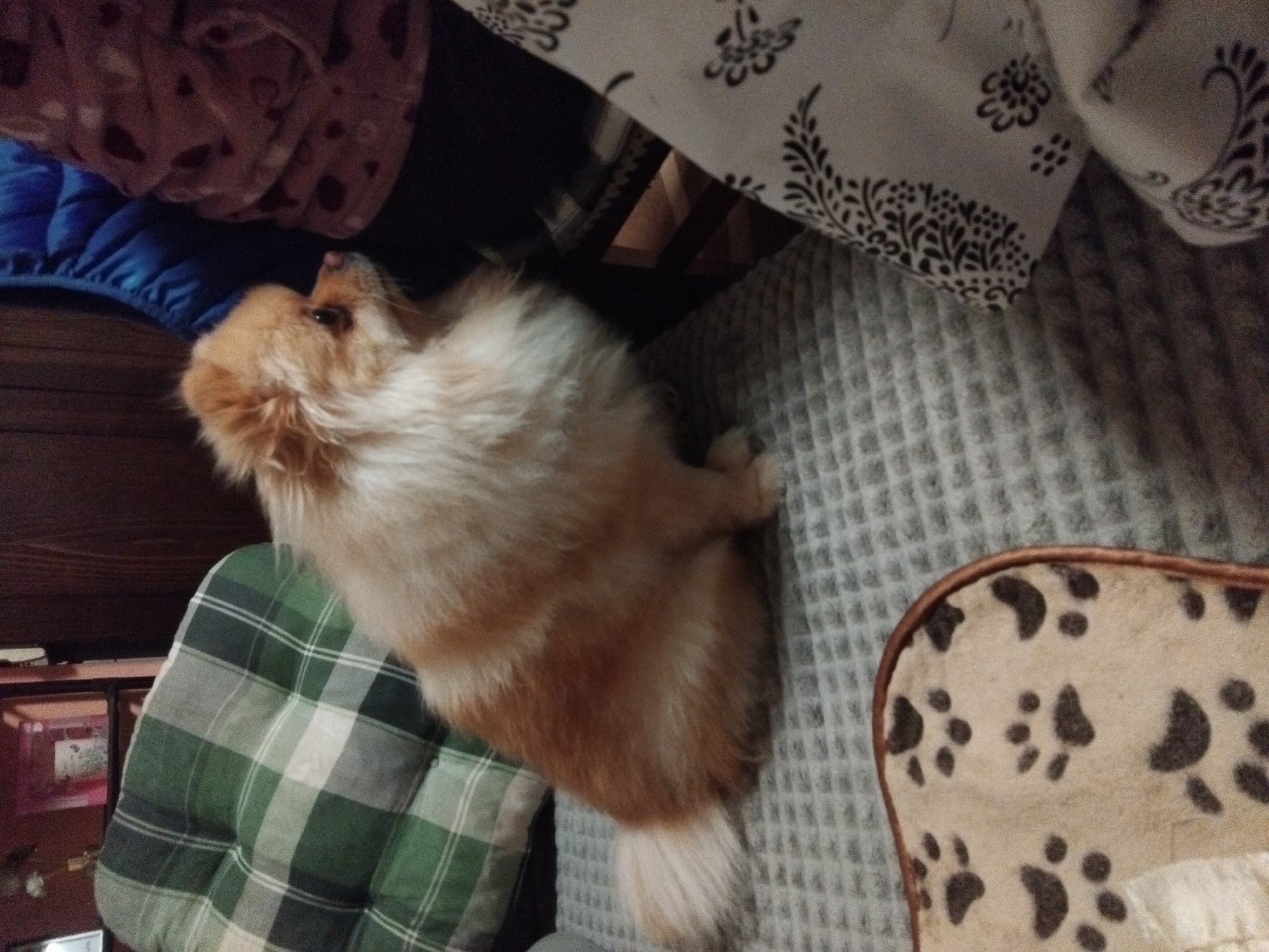 Pomeranian dog enjoys afternoon rest time in Bulgarian home