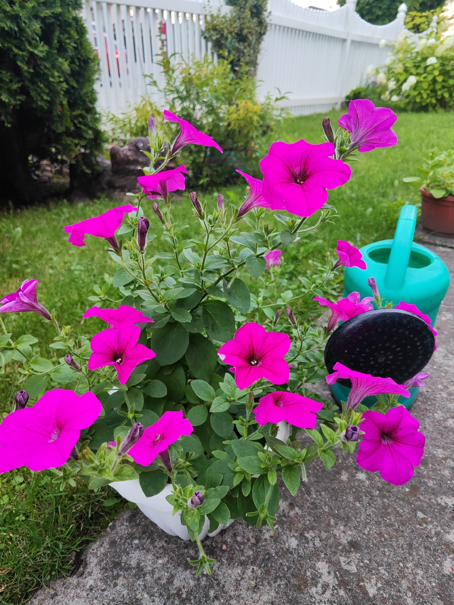 Colorful garden flowers in full summer bloom
