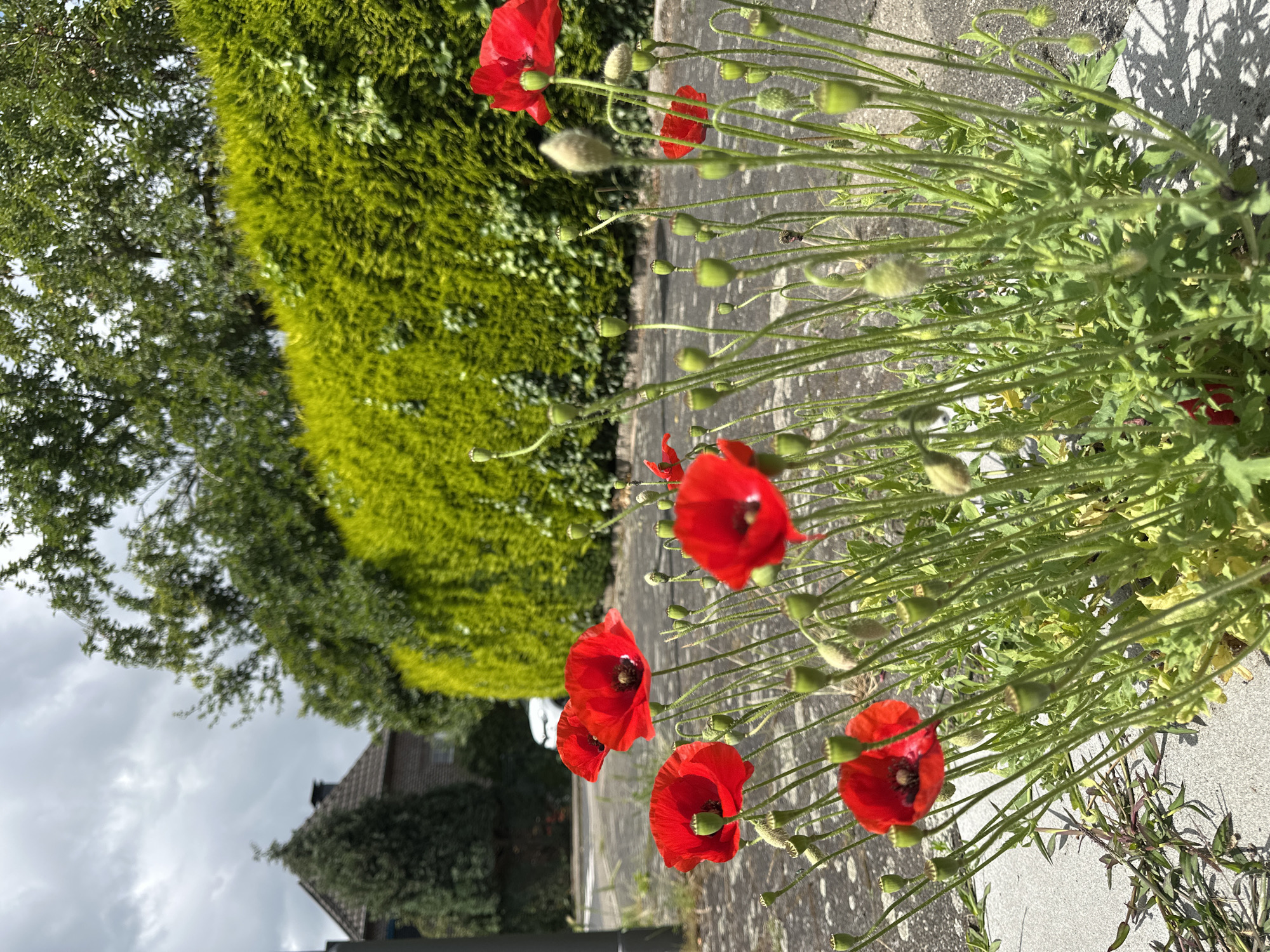 Wildflowers bloom through urban Krefeld streets during morning walk