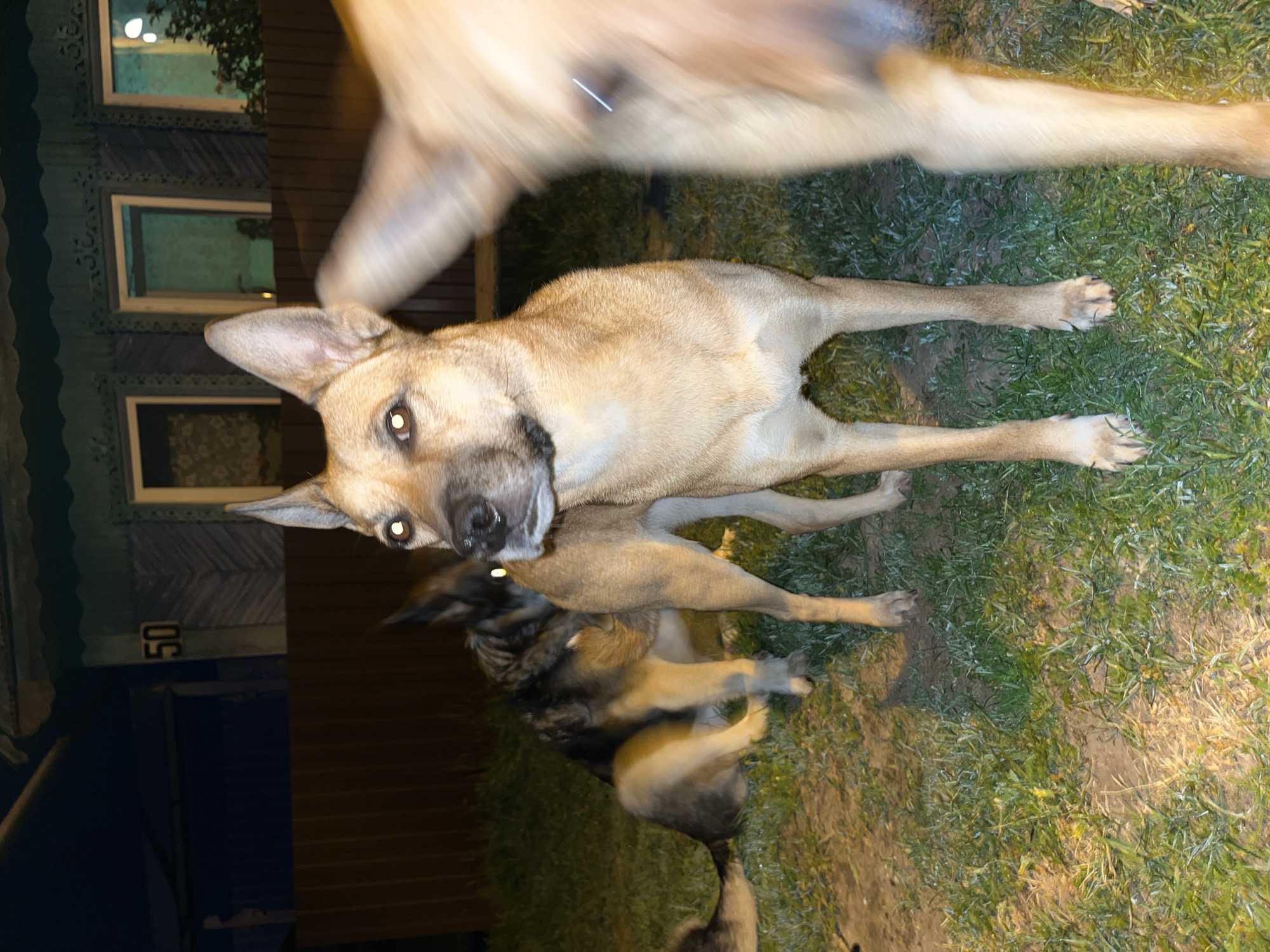 Dogs gather in evening yards across Nizhny Tagil