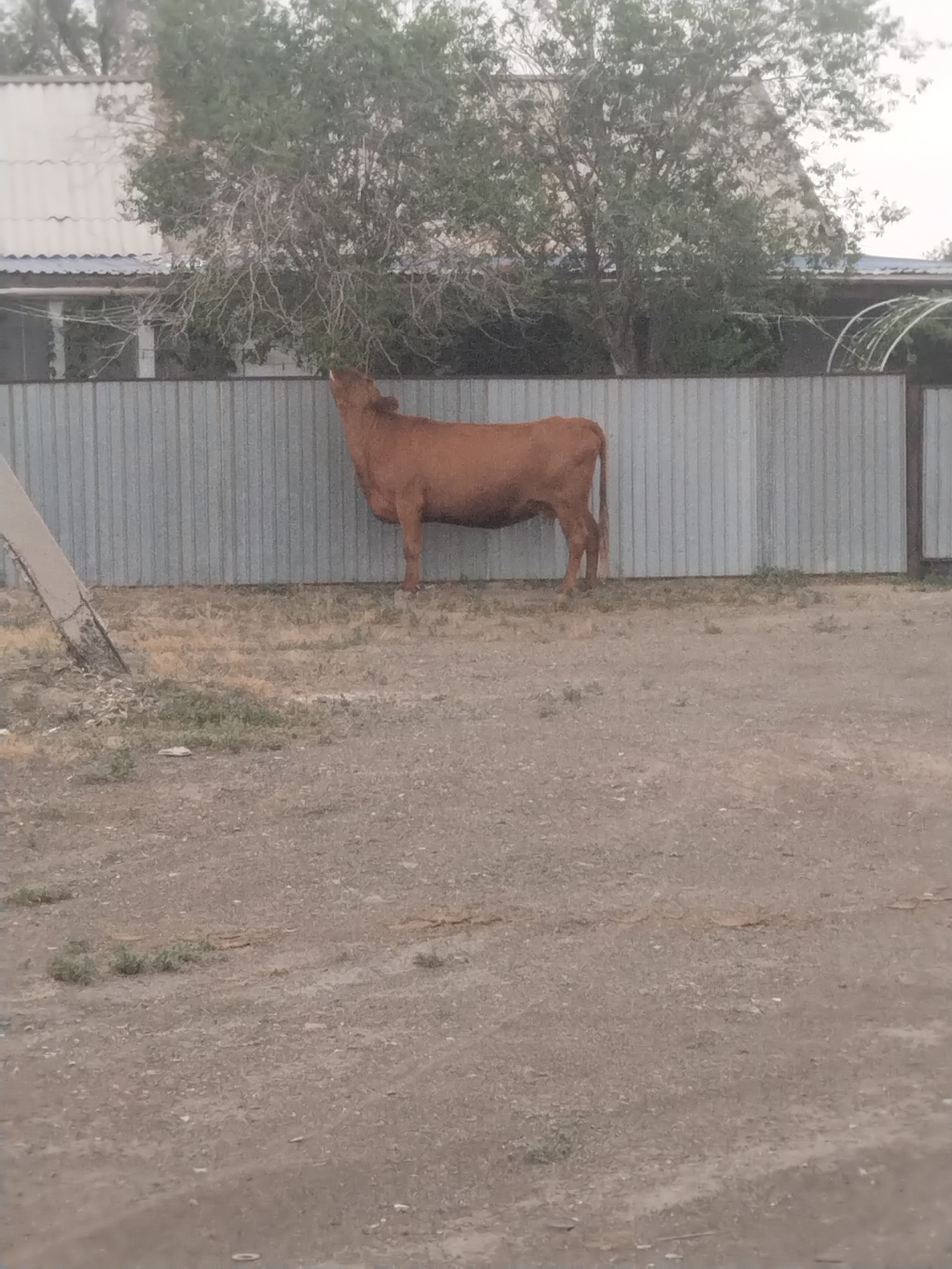 Brown cow grazing in a fenced yard in rural Kazakhstan
