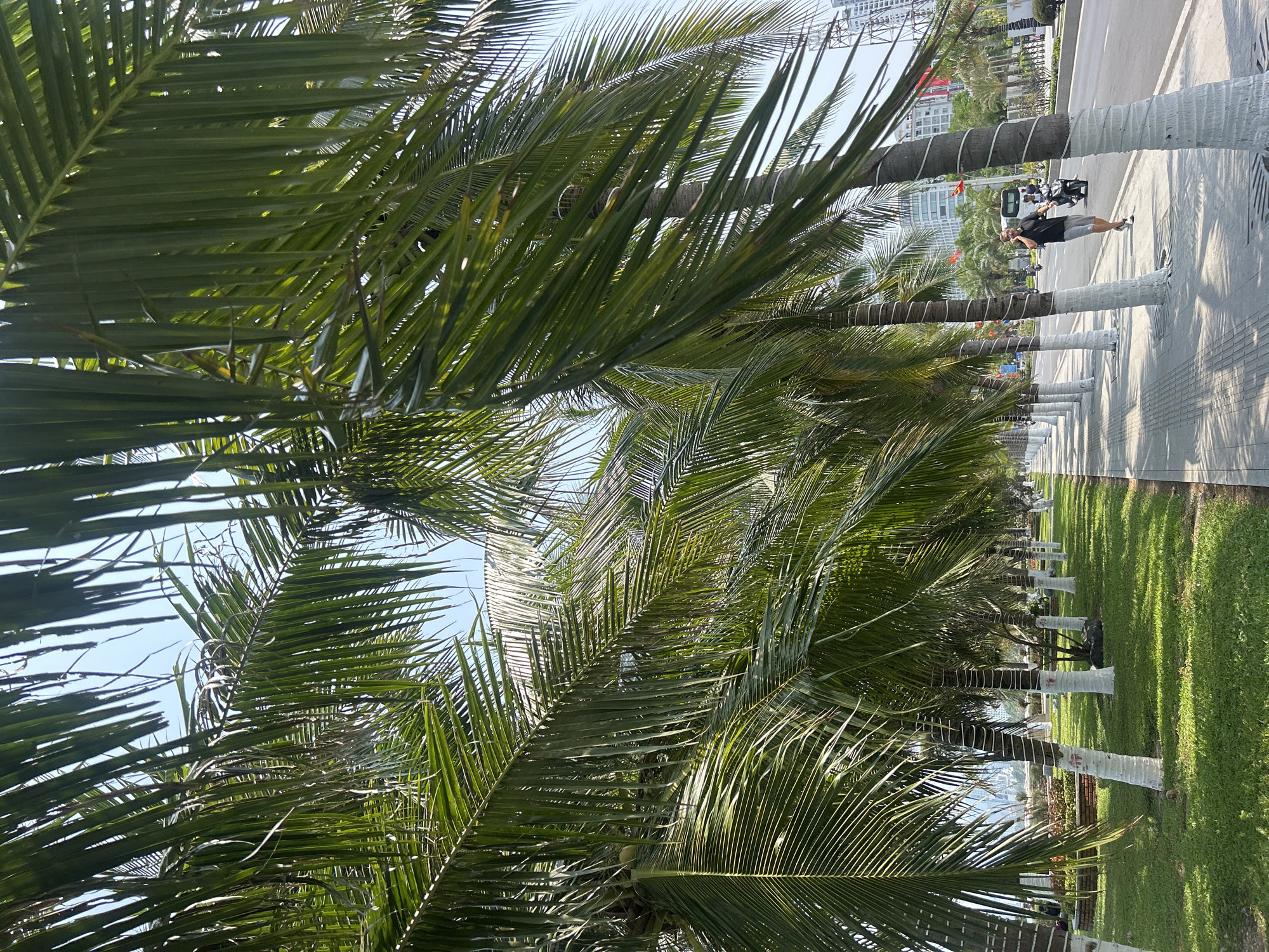 Early morning pedestrian activity on Nha Trang palm-lined sidewalk