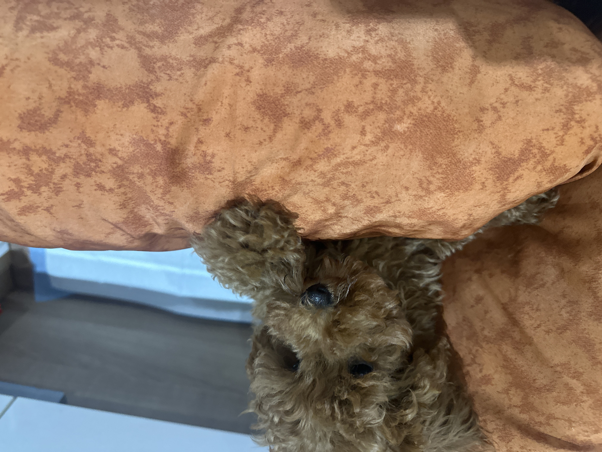 Evening scenes documented in Drachevo: resting poodle, backyard view