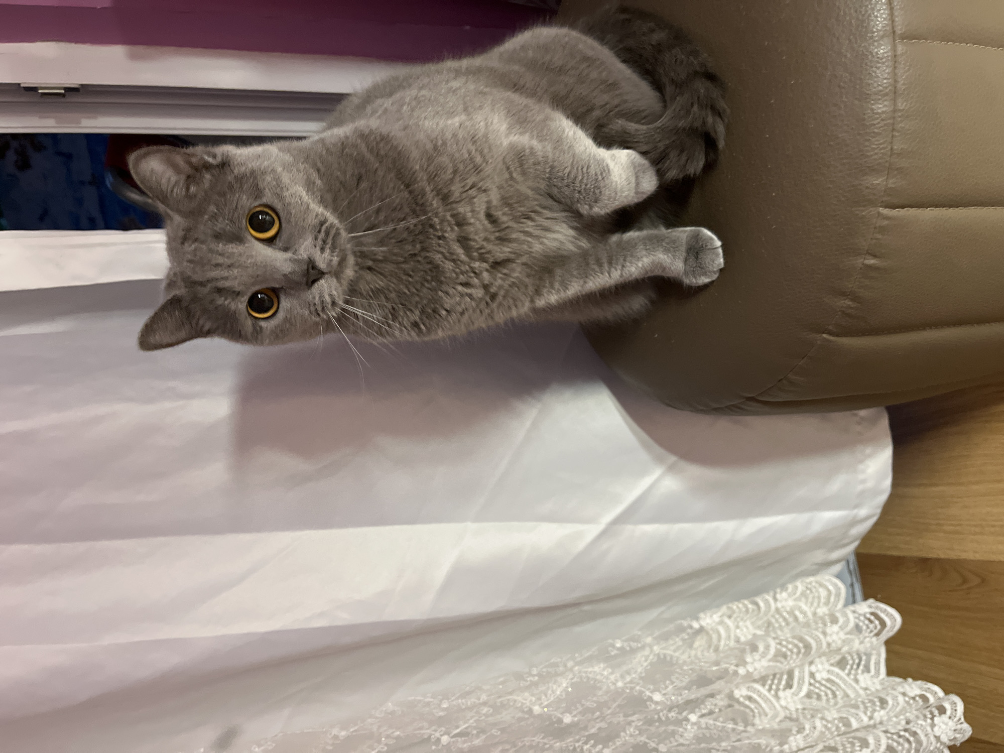 Gray cat rests on lace cloth in Turkish home