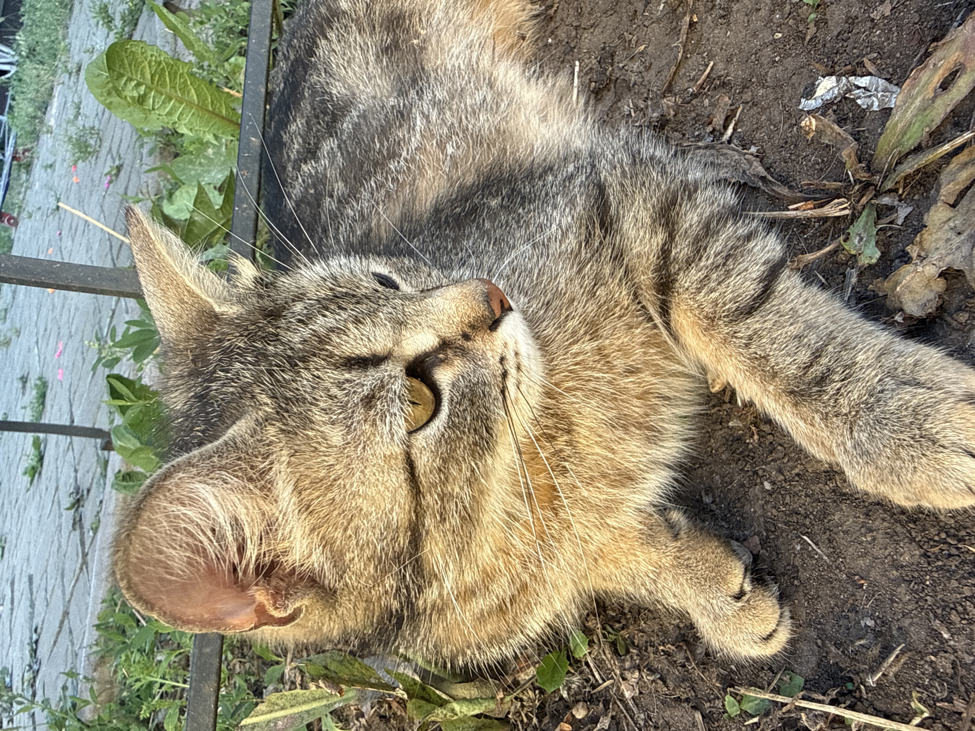 Backyard afternoon in Orenburg: a tabby cat, garden flowers, and a carrot